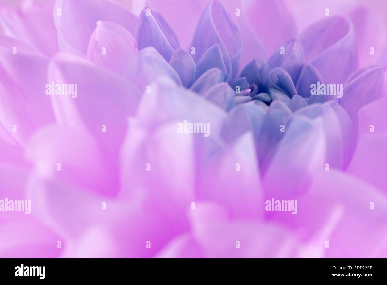 Nahaufnahme der violetten Dahlie. Stockfoto