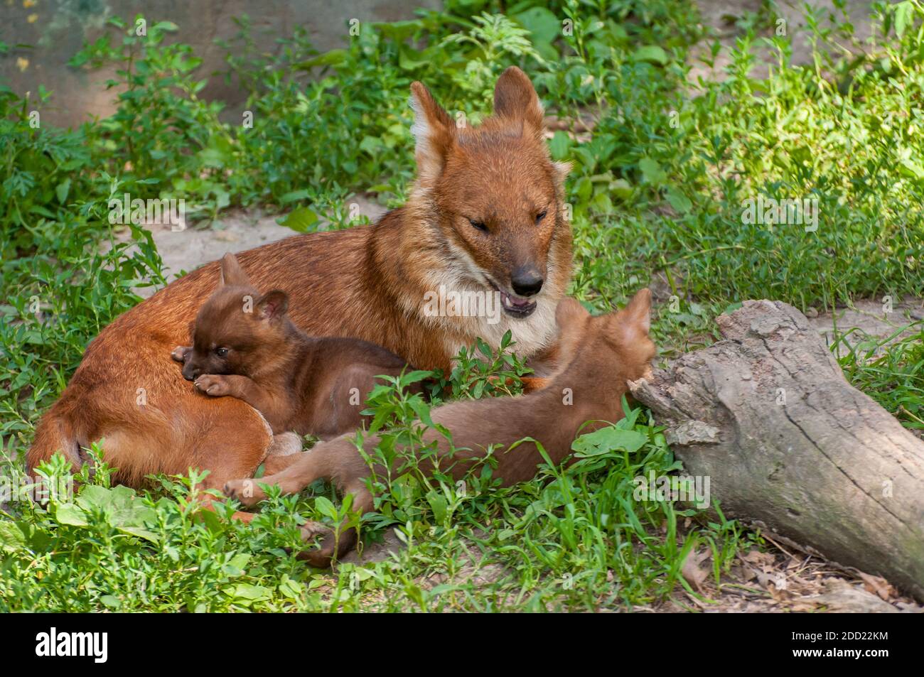 Apple Valley, Minnesota. Dhole, Asian Wild Dog, Cuon alpinus ist eine vom Aussterben bedrohte Art. Stockfoto