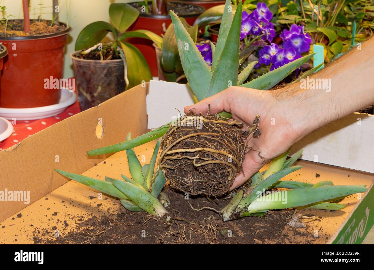 Aloe Vera in der Hand des gärtners, Aloe in den neuen Topf eintopfen. Heilpflanze Stockfoto