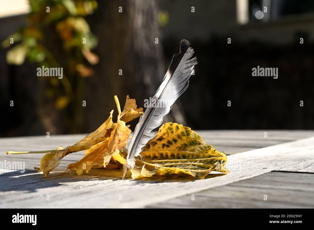 Vogelfeder holztisch -Fotos und -Bildmaterial in hoher Auflösung