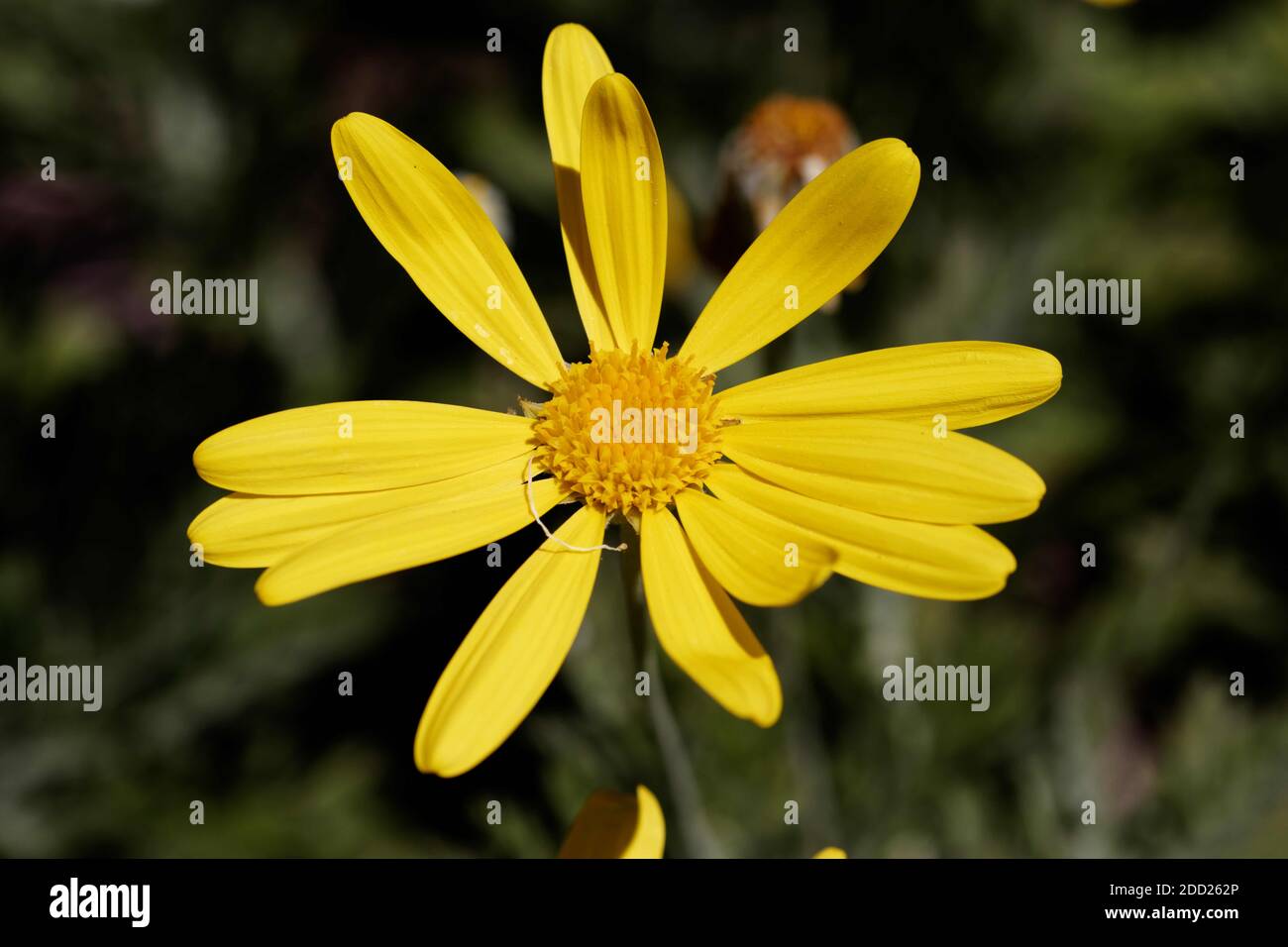 Euryops pectinatus, die graublättrigen Euryops, ist eine blühende Pflanze aus der Familie der Asteraceae. Stockfoto