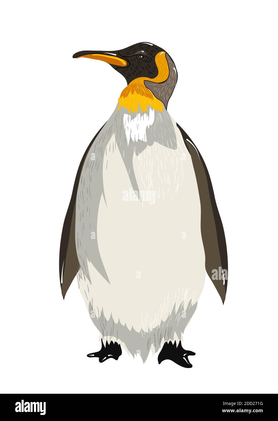 König Pinguin isoliert auf weißem Hintergrund Stock Vektor