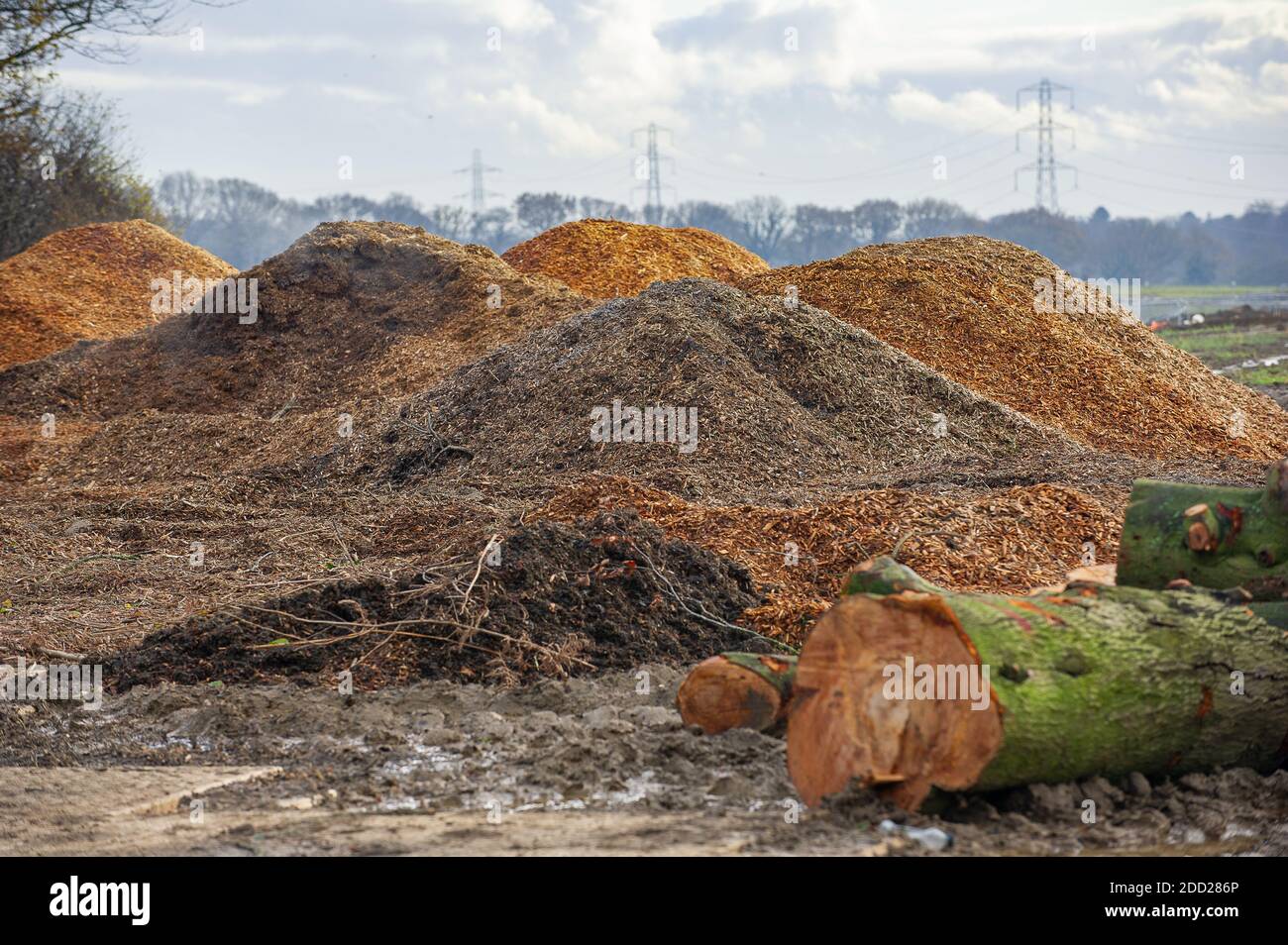 Aylesbury Vale, Buckinghamshire, Großbritannien. November 2020. Ein Teil des alten Waldgebietes des Grim-Grabens wurde von HS2 zerstört und ist hoch in große Hügel mit Holzschnitzeln gestapelt. Lastwagen waren heute auf dem HS2-Gelände und nahmen mehr von dem Holzschnitzel weg, den die Einheimischen als ziemlich beunruhigend empfanden. Zwei Einheimische sagten heute: "Wir sind seit vielen Jahren in dieser Gegend gelaufen und jetzt sind öffentliche Fußwege und Straßen wegen HS2 gesperrt. Wir leben in der Nähe, wo die Eisenbahn sein wird, und der Stress von allem hat uns krank gemacht'. Quelle: Maureen McLean/Alamy Live News Stockfoto