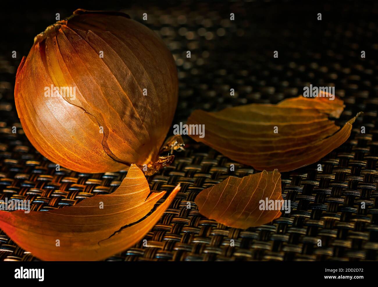 Eine rohe, gelbe Zwiebel ist ungeschält abgebildet. Gelbe Zwiebeln sind eine Vielzahl von Zwiebeln mit einer weißen oder gelben Innenseite und gelb, braun oder rot, papierig Haut. Stockfoto