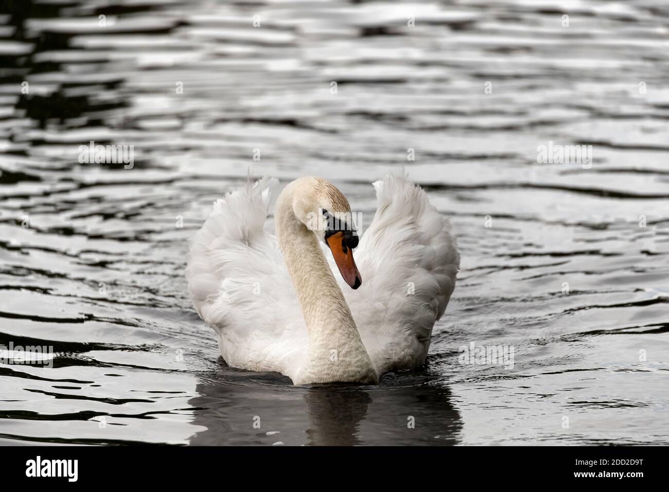 Höckerschwan auf dem Wasser Stockfoto