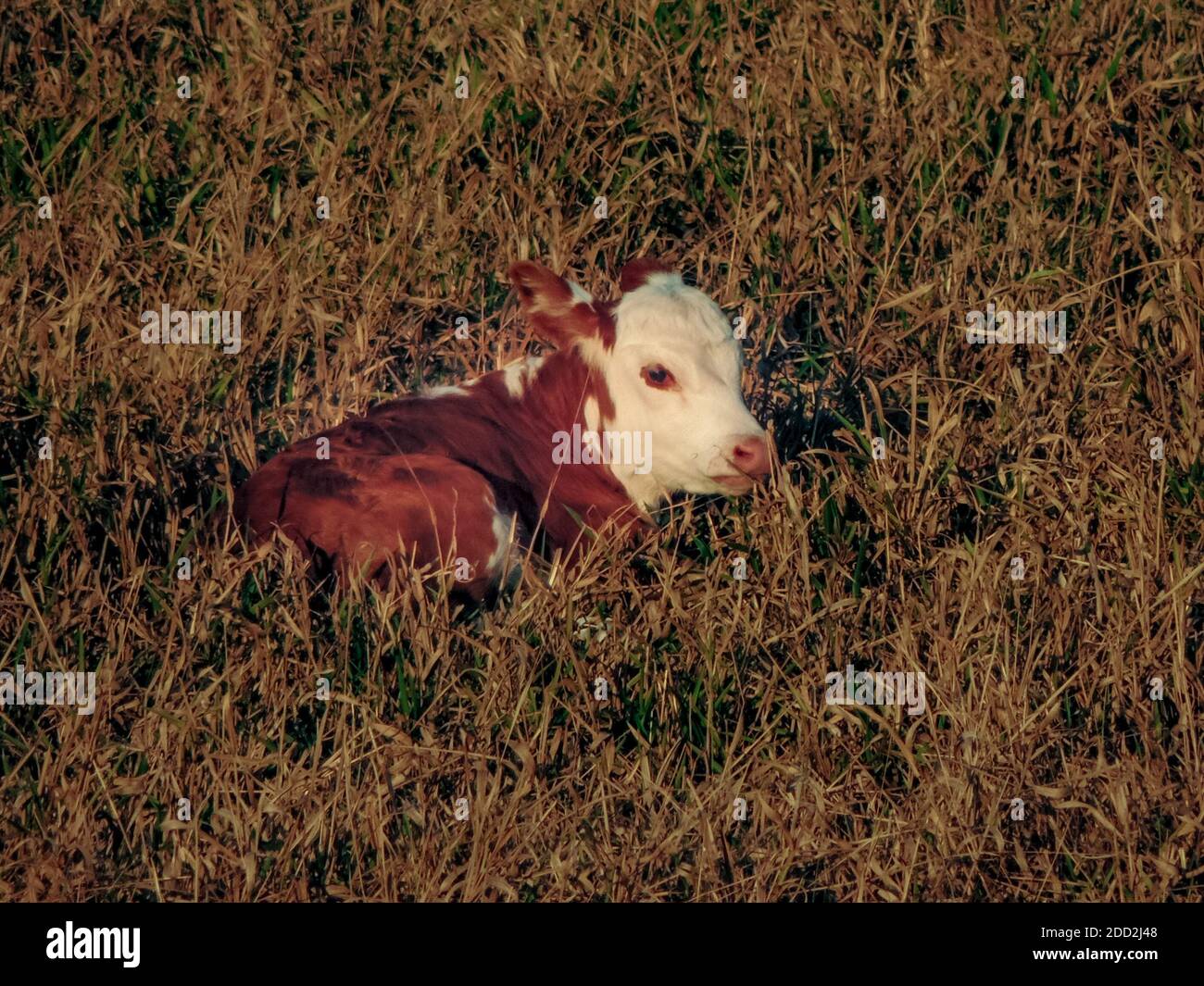 Großes Bild von einem schönen rot und weiß gefleckt niedlich Baby Kuh Kalb liegt auf Gras Stockfoto