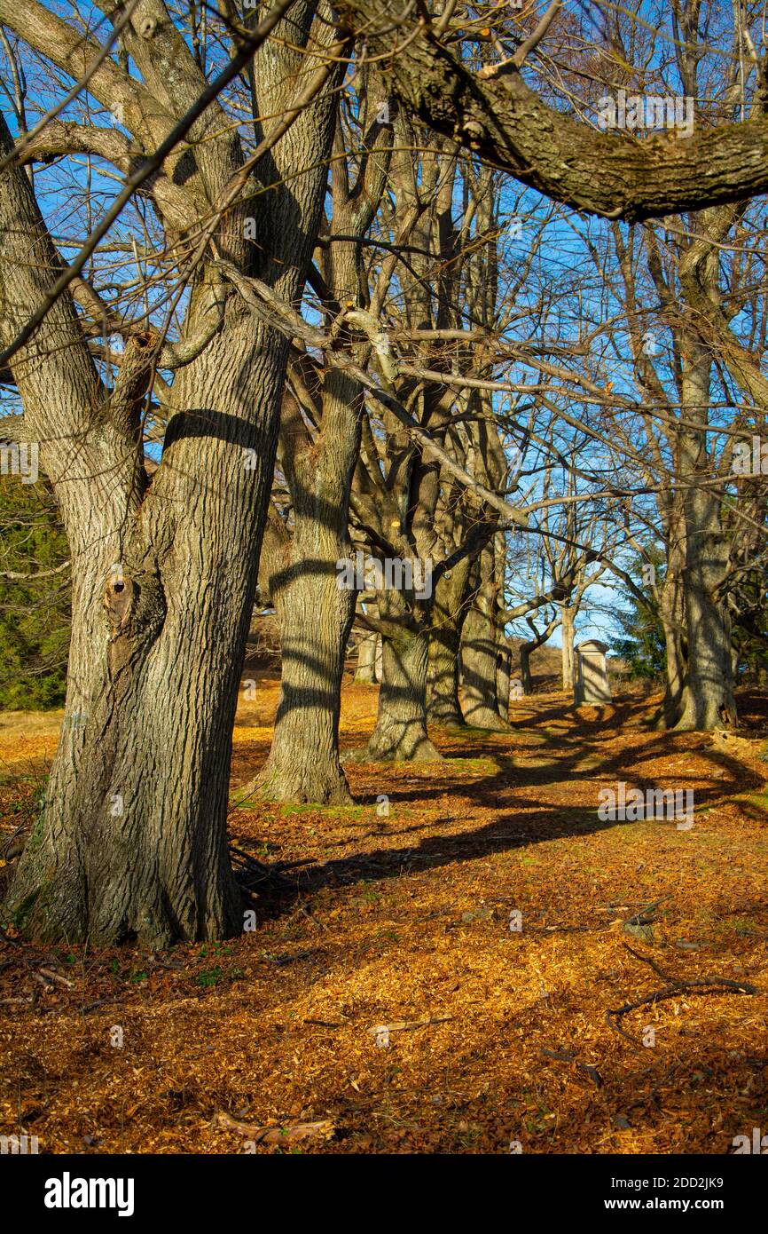 Quercus cerris , die Puteneiche oder österreichische Eiche. Eichen in einer Reihe. Im Herbst. Blauer Himmel im Hintergrund. Stockfoto