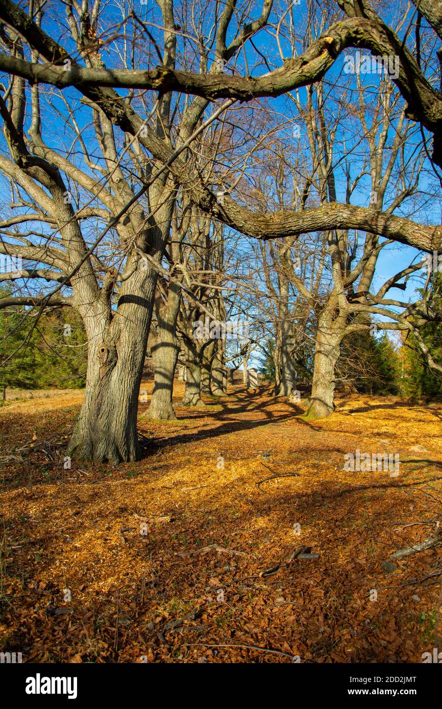 Quercus cerris , die Puteneiche oder österreichische Eiche. Eichen in einer Reihe. Im Herbst. Blauer Himmel im Hintergrund. Stockfoto