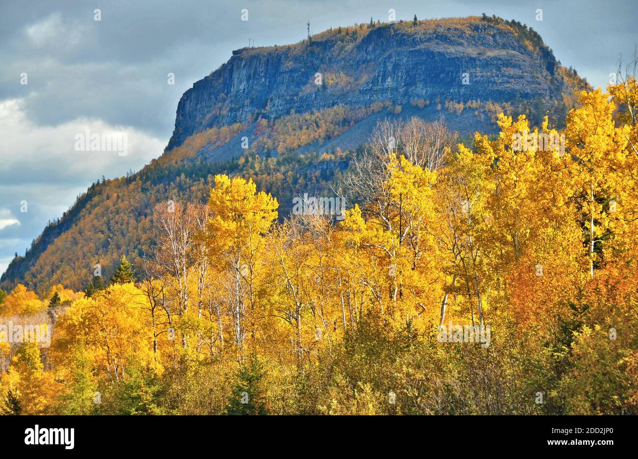 Ein Stand von gelben Birken gegen Mt. McKay in Thunder Bay, Ontario, Kanada. Stockfoto