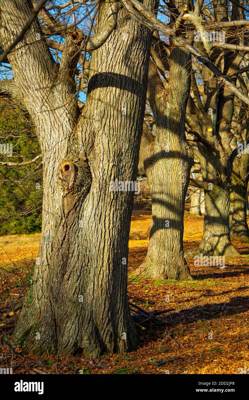 Quercus cerris , die Puteneiche oder österreichische Eiche. Eichen in einer Reihe. Im Herbst. Blauer Himmel im Hintergrund. Stockfoto