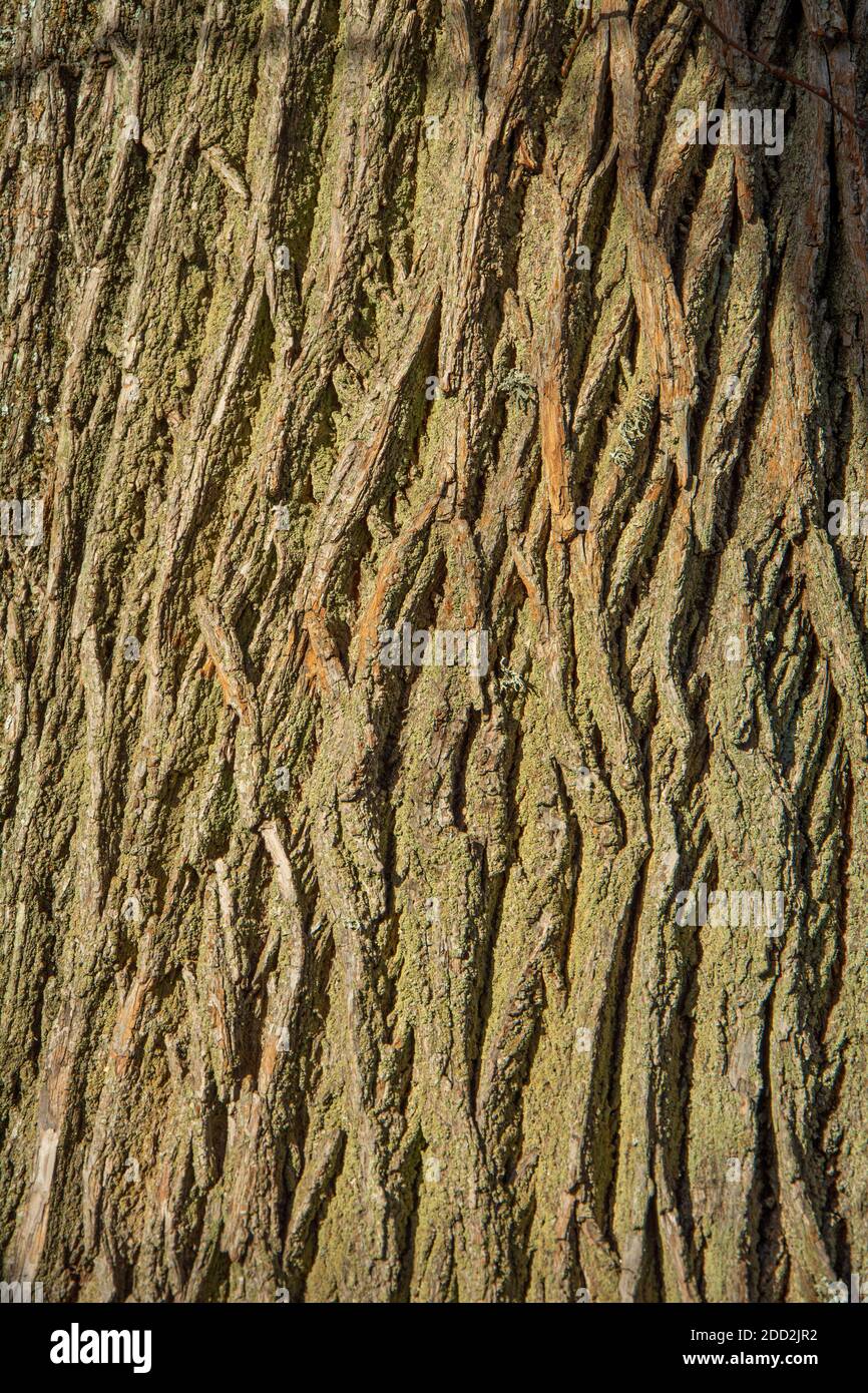 Rinde des Quercus cerris, der Puteneiche oder der österreichischen Eiche. Textur. Abstrakte Ansicht. Stockfoto
