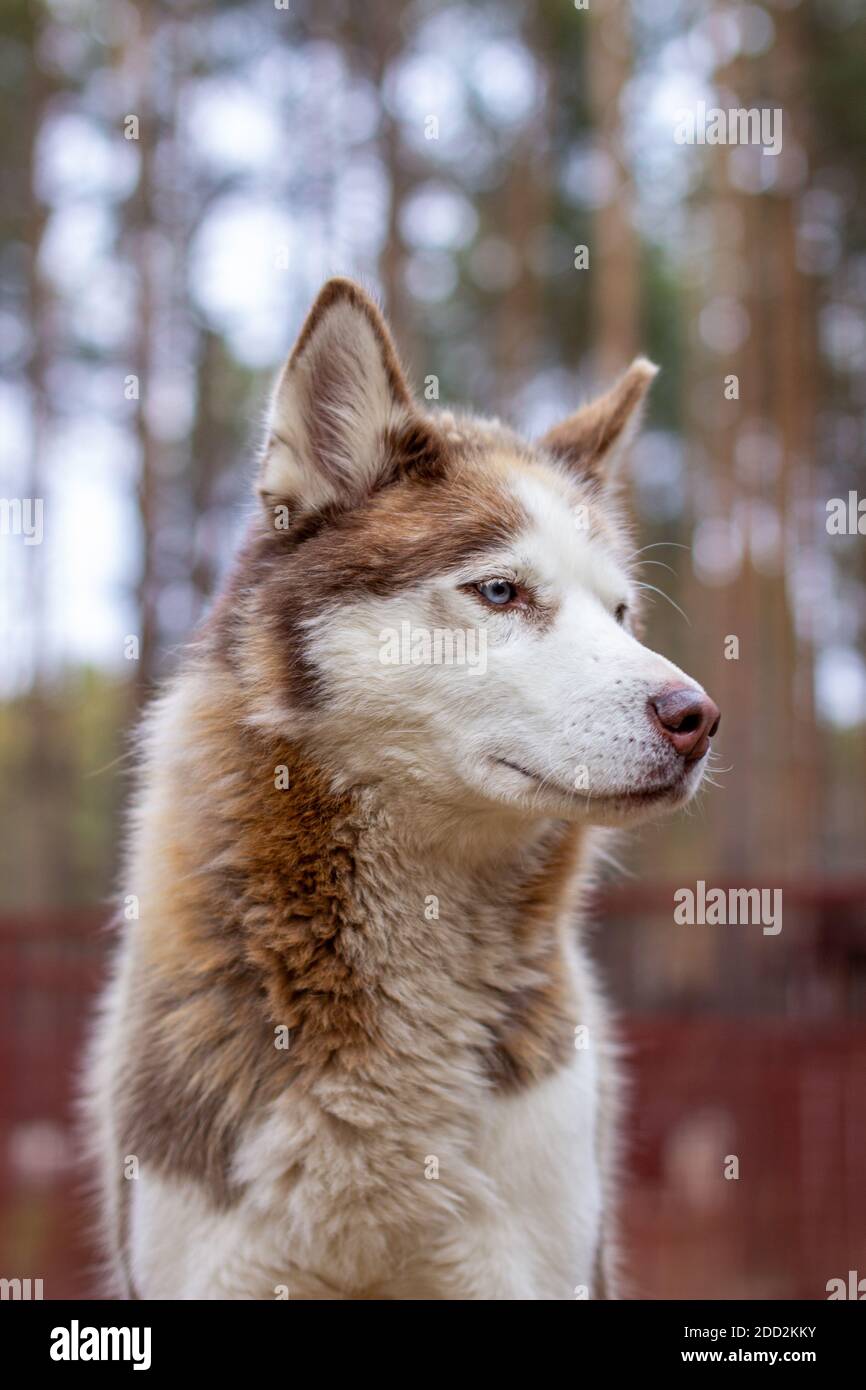 Portraitaufnahme eines sibirischen Husky Hundes mit blauen Augen in der Natur. Stockfoto