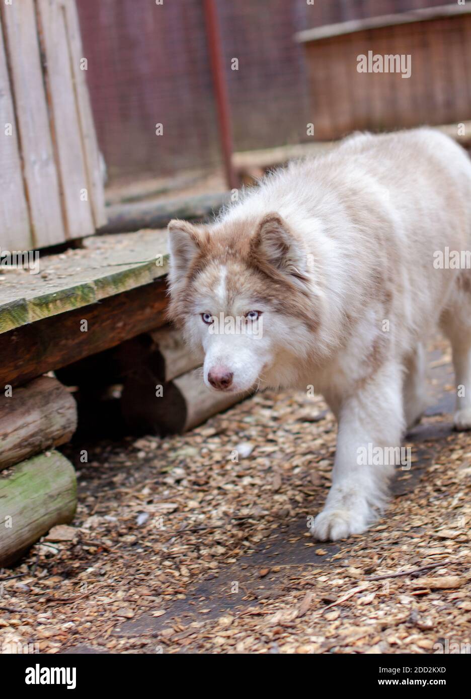 Sibirische Huskyhunde im Gehege, hinter Gittern. Stockfoto