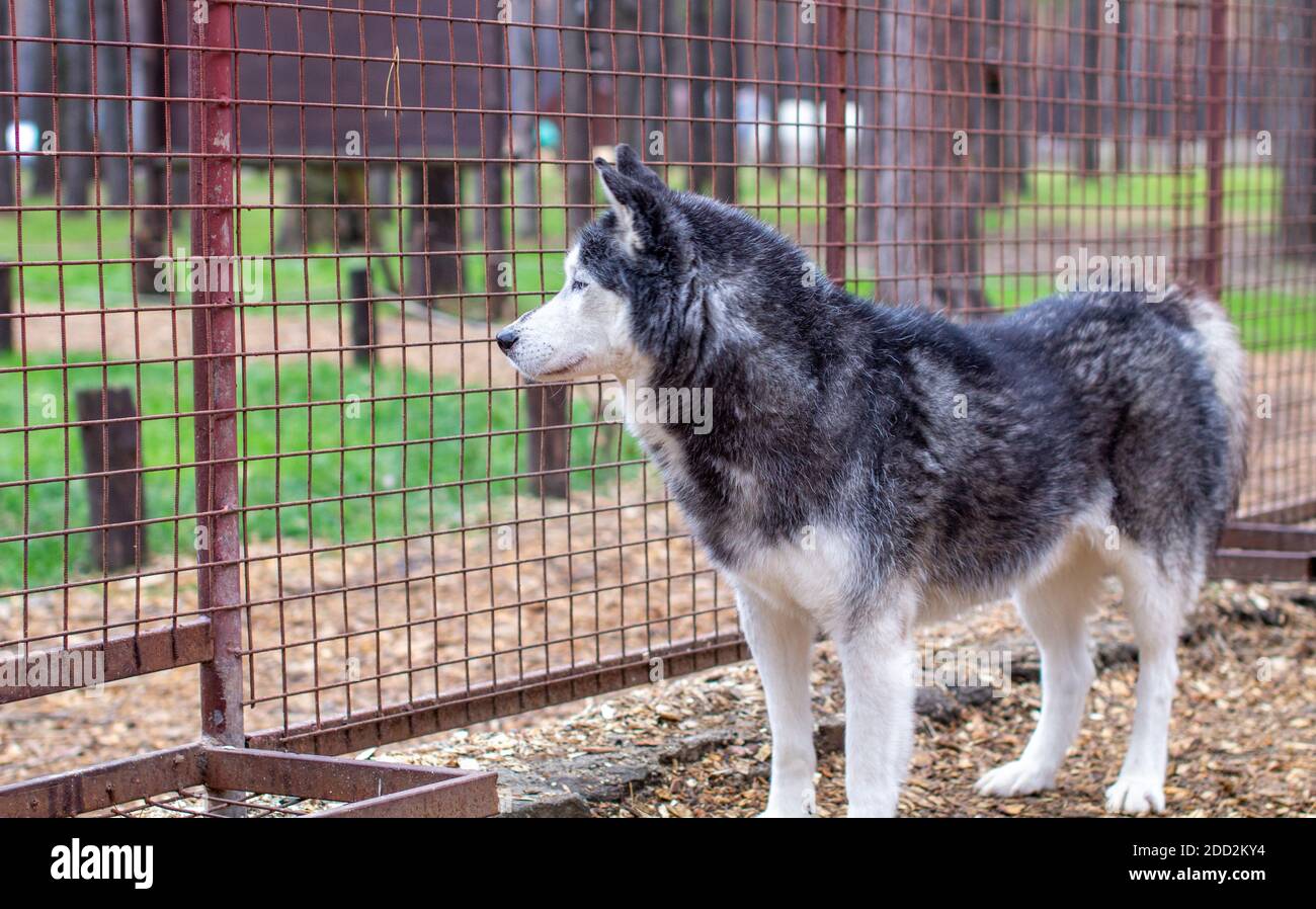 Sibirische Huskyhunde im Gehege, hinter Gittern. Stockfoto