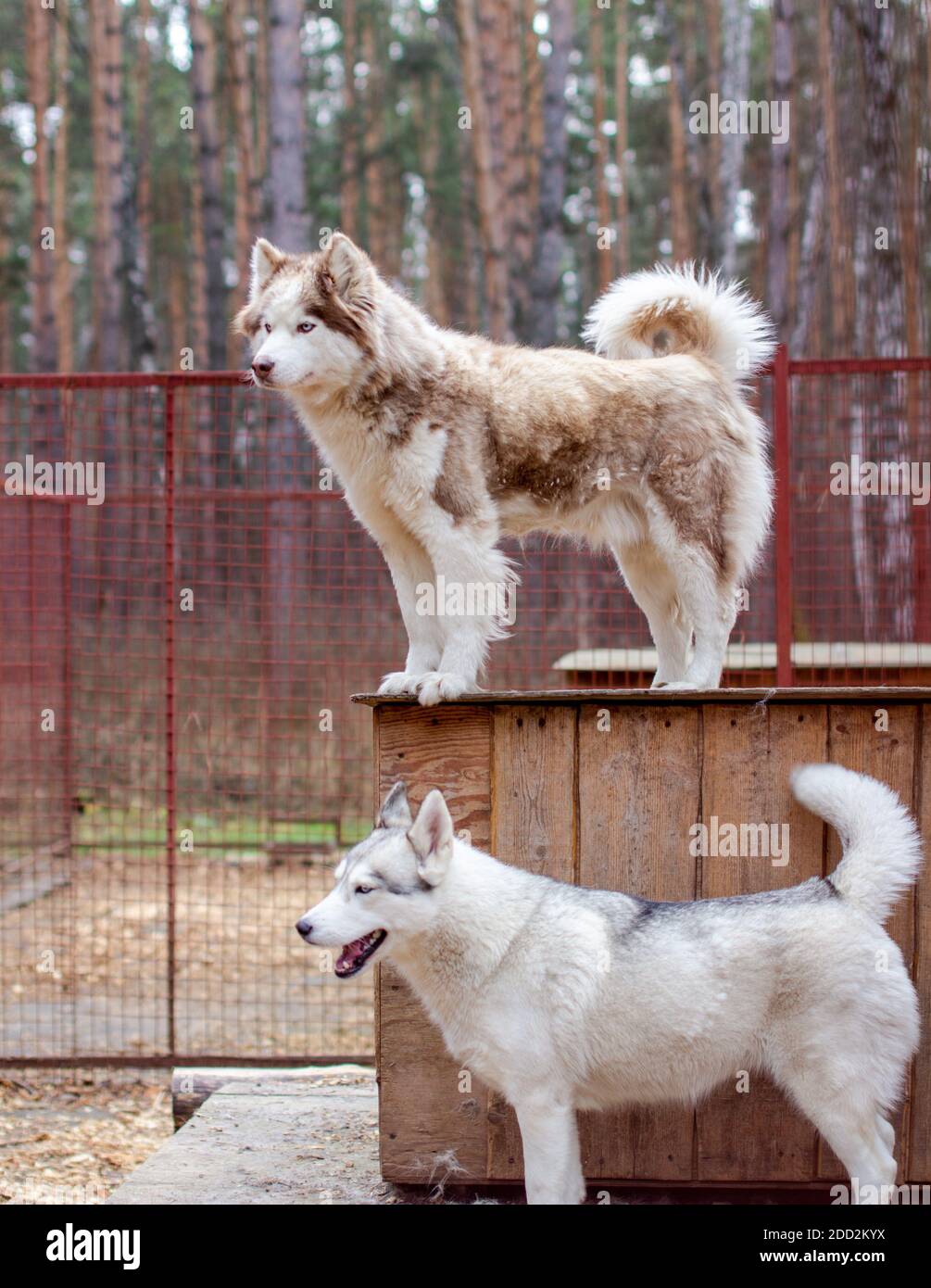 Sibirische Huskyhunde im Gehege, hinter Gittern. Stockfoto