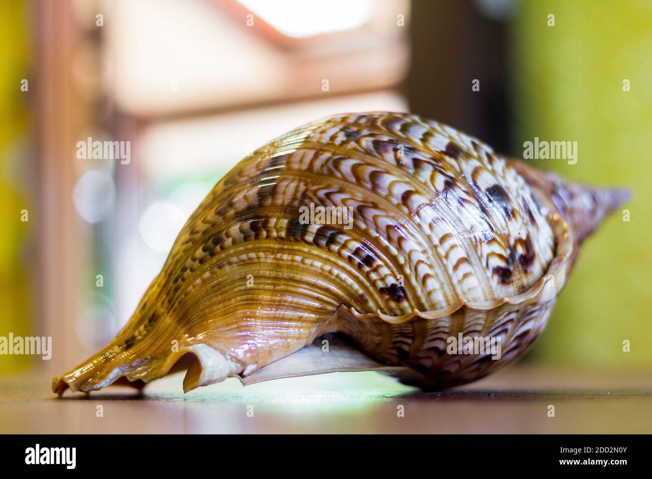 Riesige triton-Muschel aus Palawan, Philippinen Stockfoto