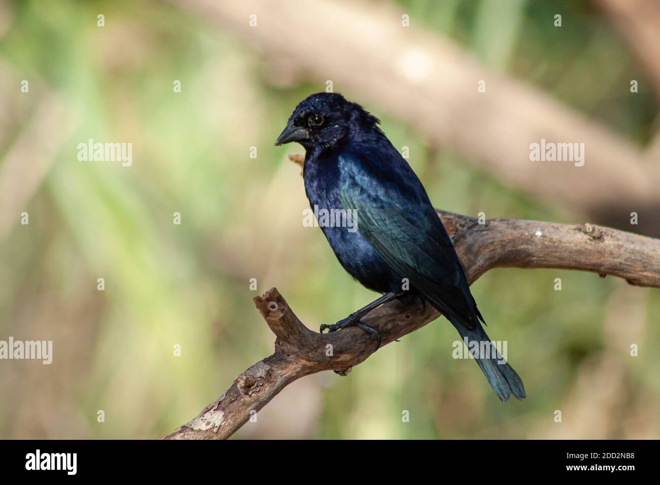 Glänzender männlicher Kuhvogel, Molothus bonaerensis, auf einem Ast. Typischer Vogel der städtischen und peri-städtischen Umgebungen von Argentinien. Stockfoto