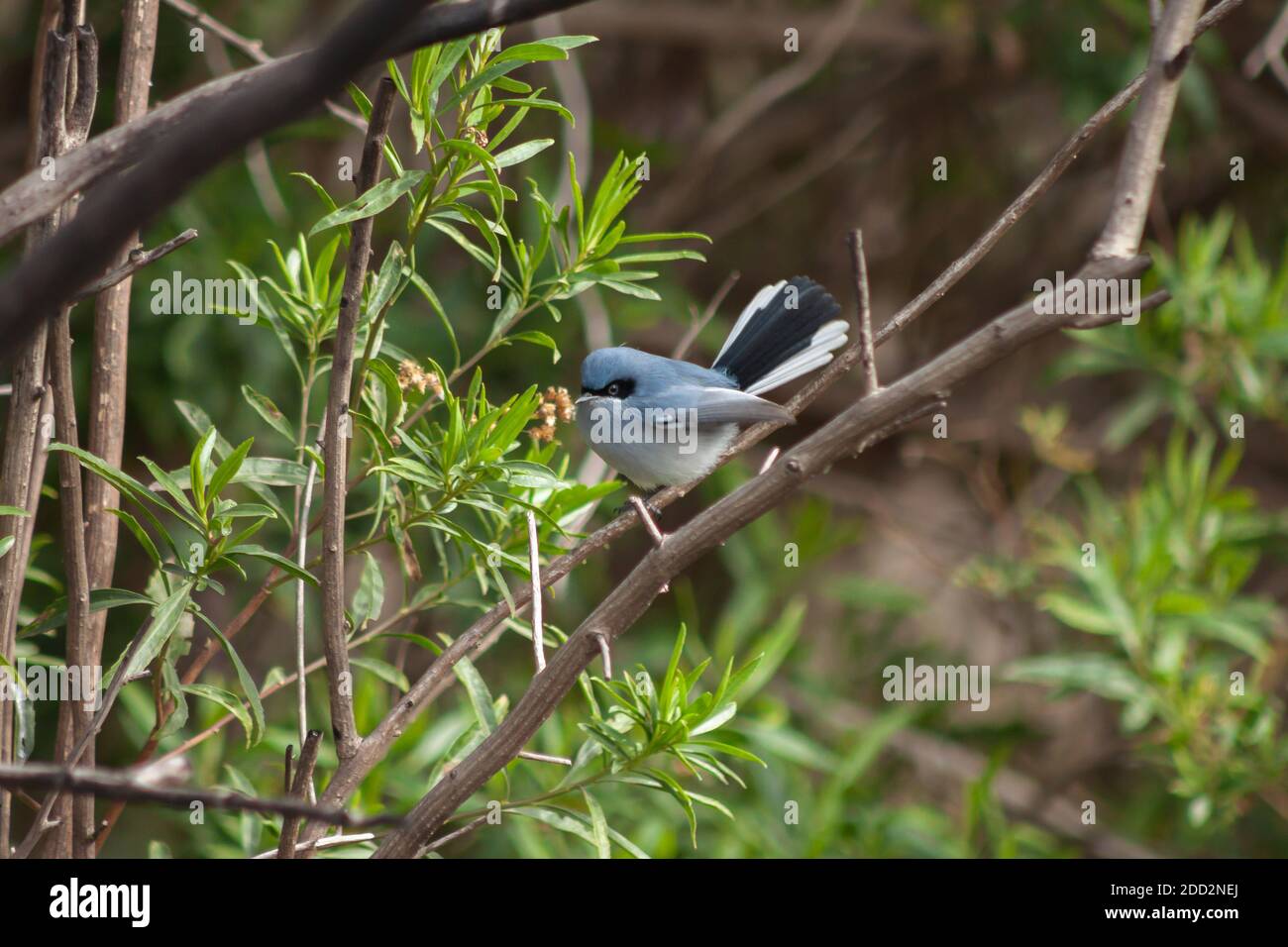Schöne männliche maskierte Gnatcatcher auf einem Zweig nach der Nahrungssuche für Insekten thront. Argentinien. Stockfoto