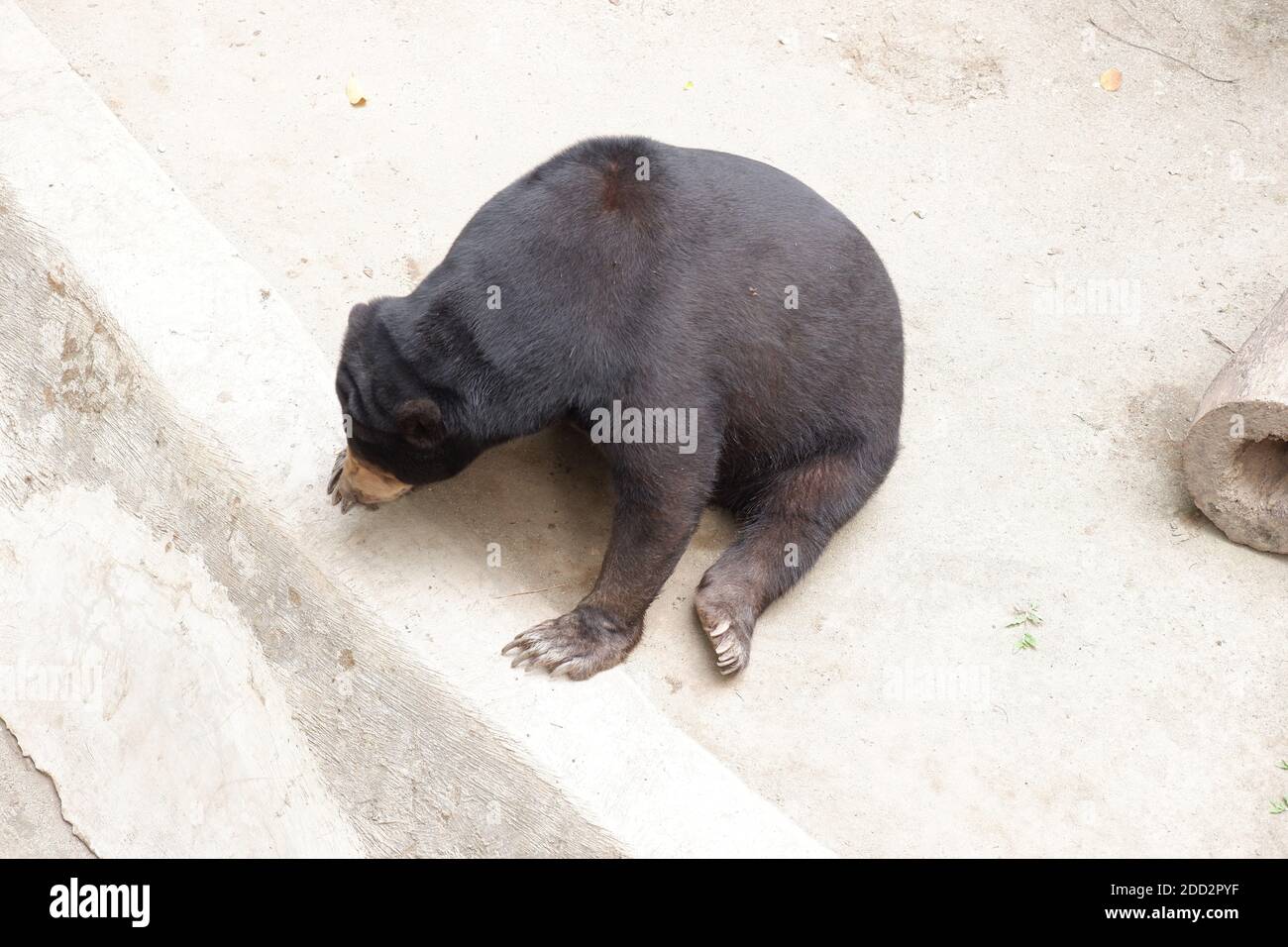 Der Honigbär (Helarctos malayanus) gehört zur Familie Ursidae. Sonnenbärpelz neigt dazu, kurz, glänzend und in der Regel schwarz, Augen sind braun oder blau, BES Stockfoto