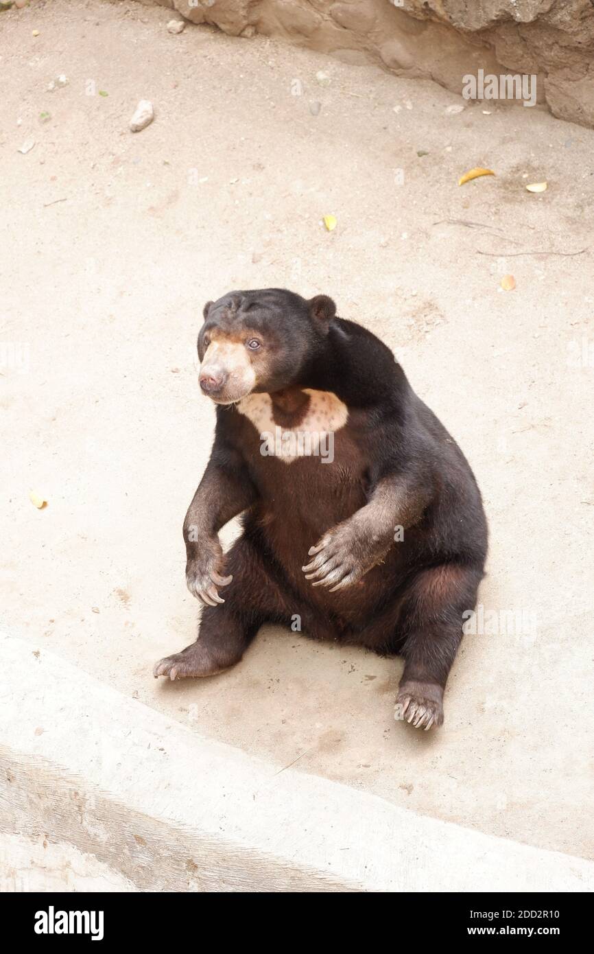 Der Honigbär (Helarctos malayanus) gehört zur Familie Ursidae. Sonnenbärpelz neigt dazu, kurz, glänzend und in der Regel schwarz, Augen sind braun oder blau, BES Stockfoto