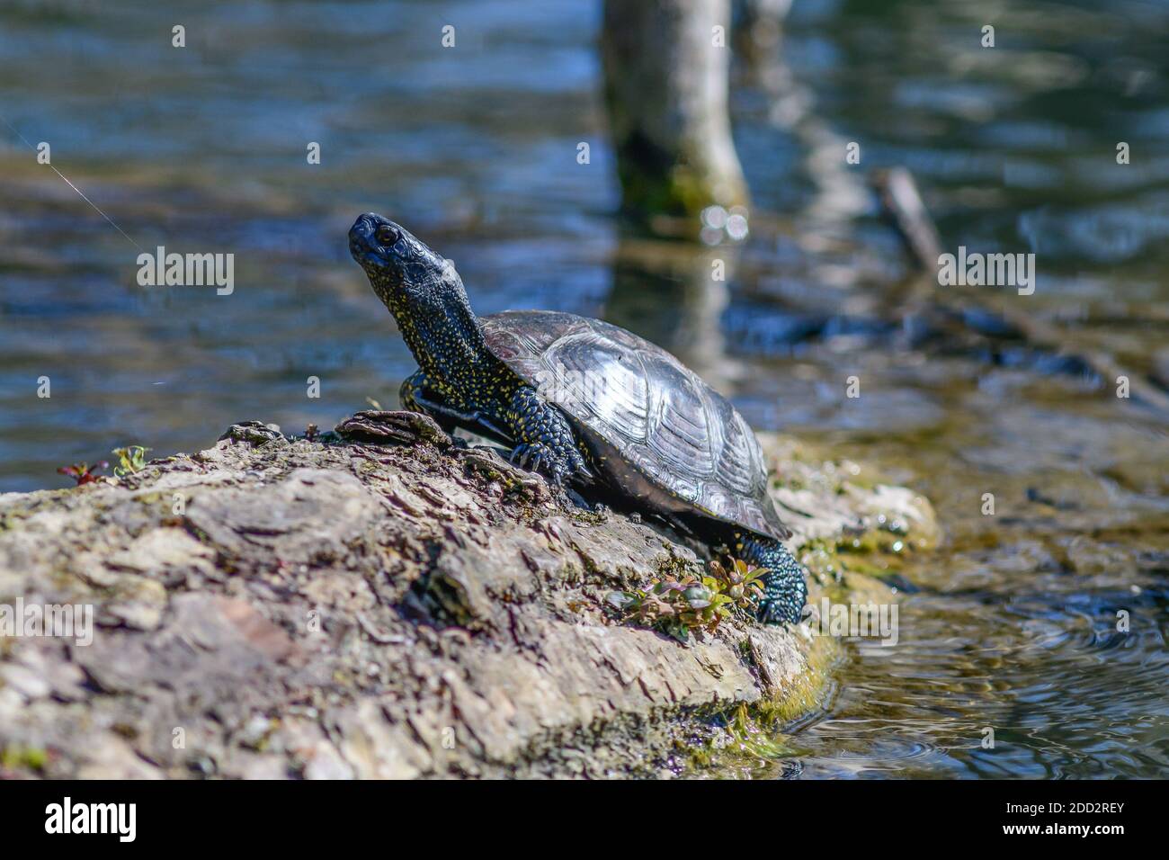 europäische Teichschildkröte, emys orbicularis, Wasserschildkröte Stockfoto