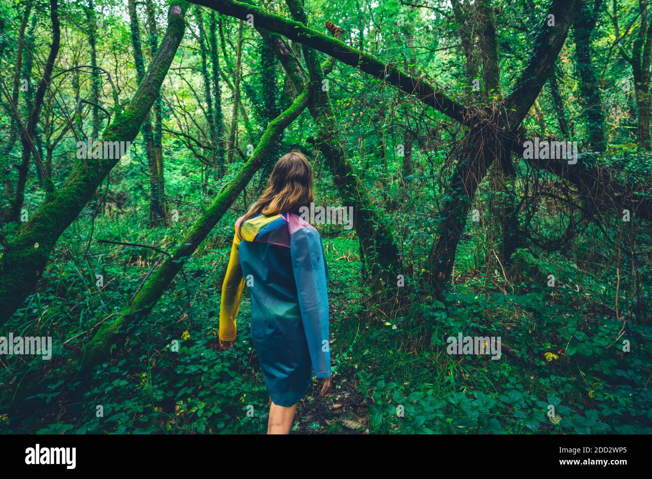 Eine junge Frau, die einen Regenmantel trägt, geht in der Wald im Herbst Stockfoto