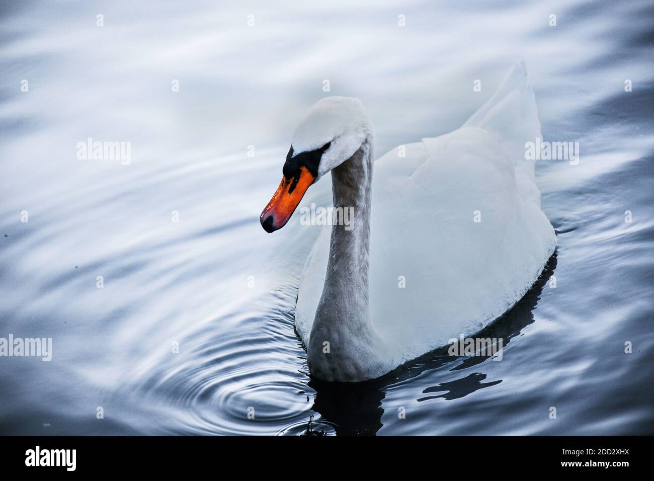 Der Schwan Stockfoto