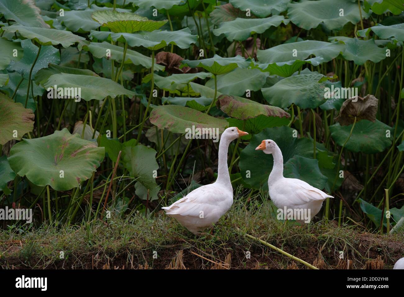 Die Gans Stockfoto