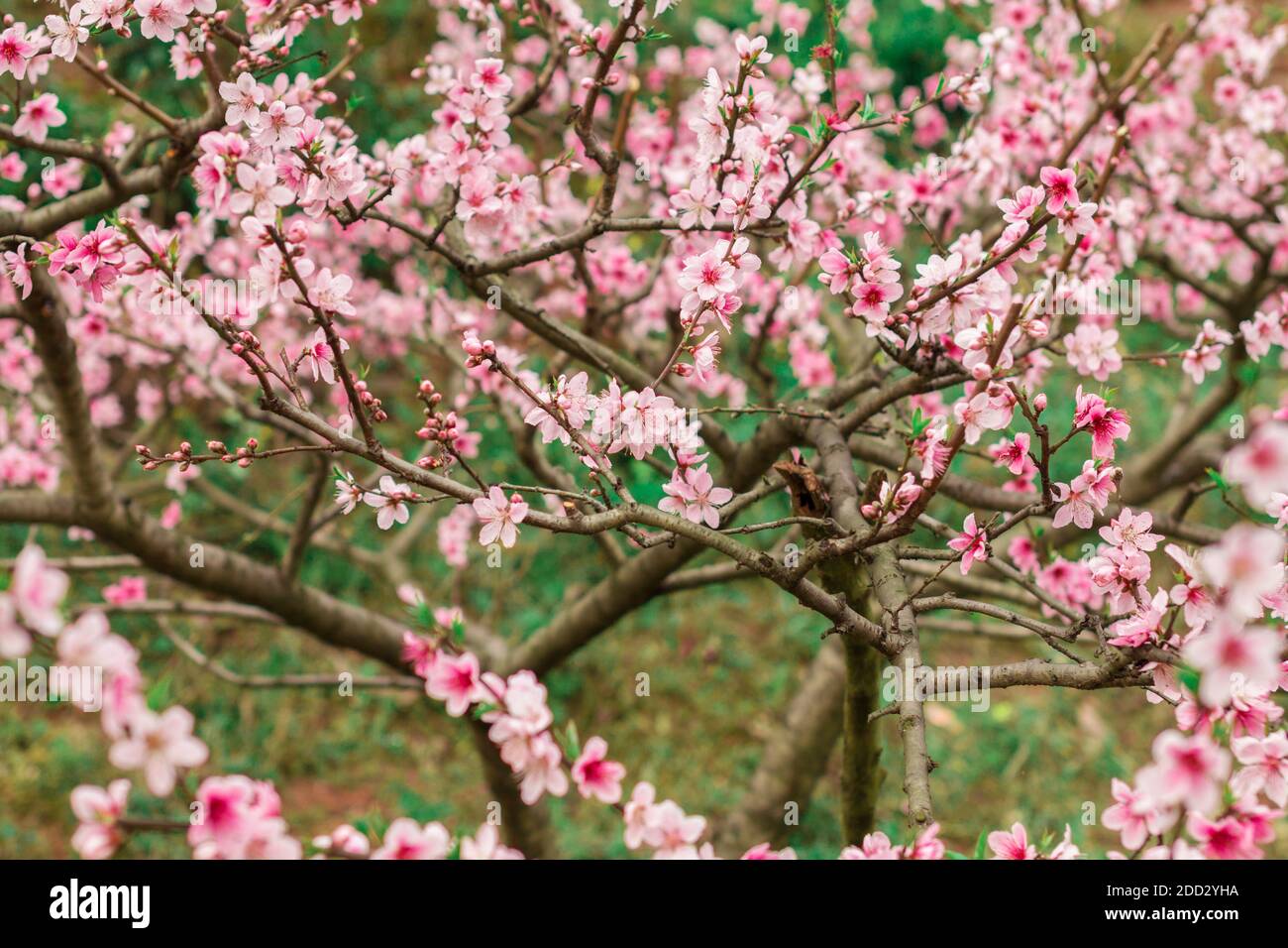 Die Peach Blossom Stockfoto