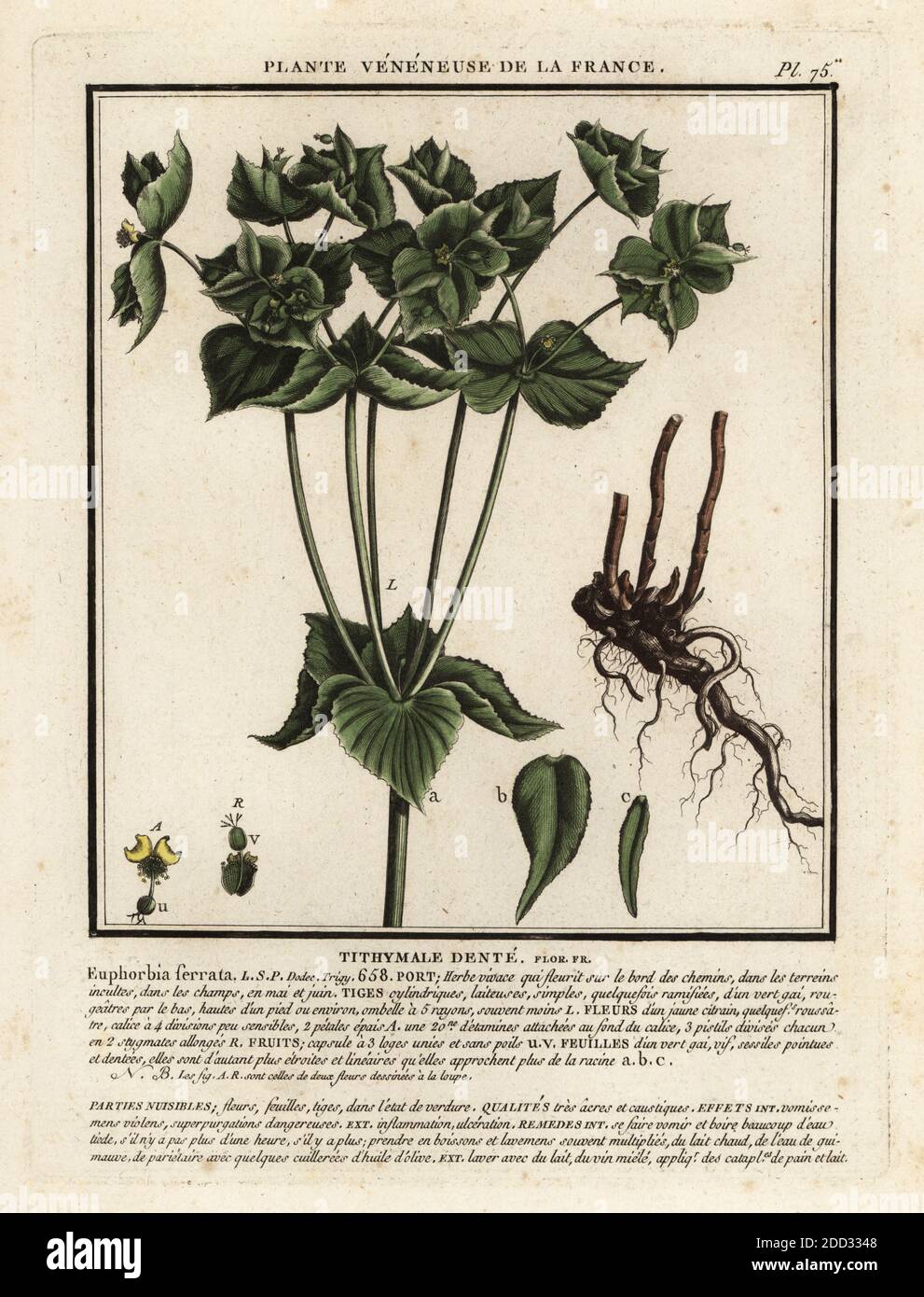 Gezackte Spurge oder Sägezahnspurge, Tithymale dente, Euphorbia serrata. Kupferstich in drei Farben von Pierre Bulliard aus seiner Herbier de la France, ou Collection complete des plantes indigees de ce royaume, Didot jeune, Debure et Belin, 1780-1793. Stockfoto