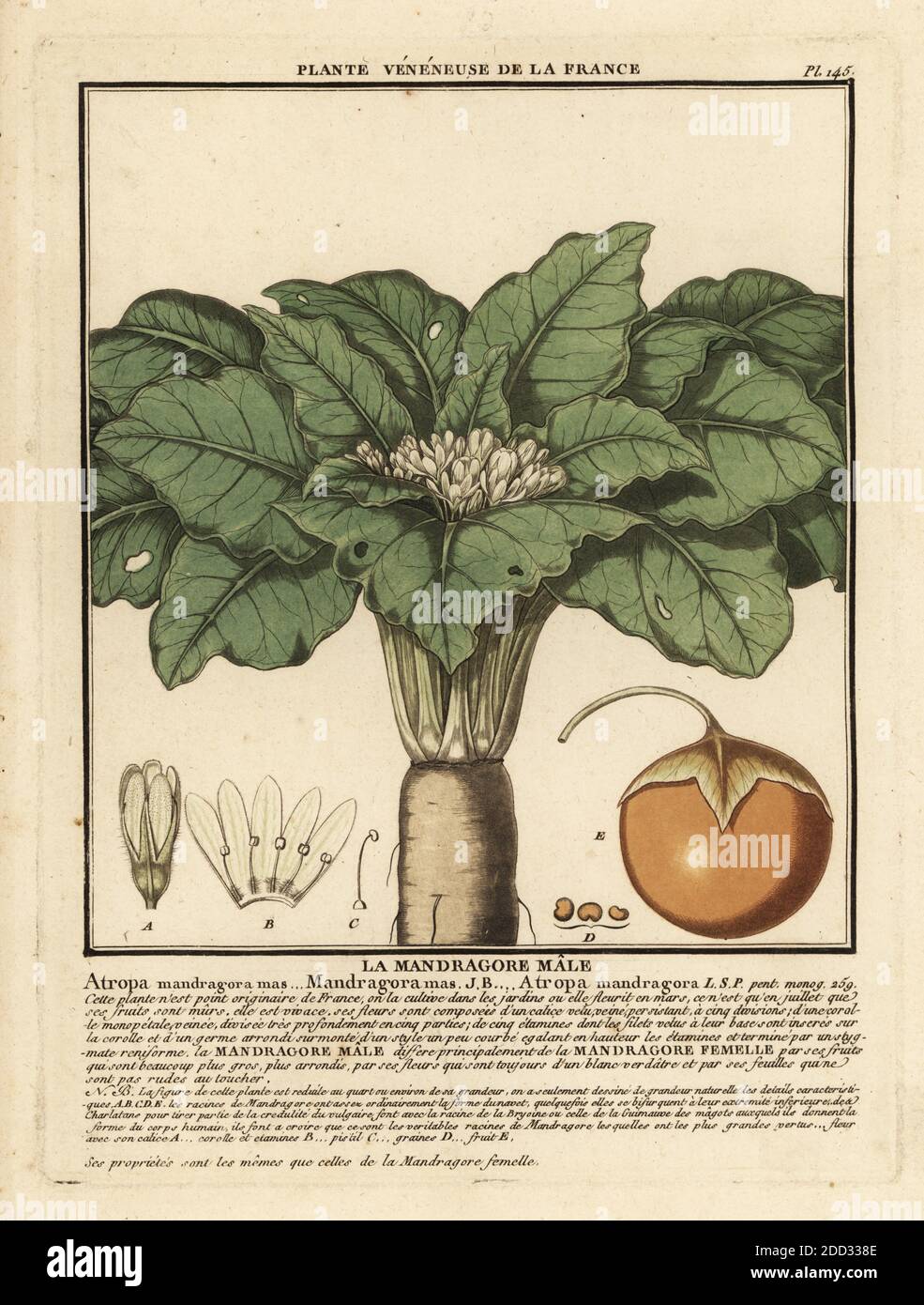 Mandrake, Mandragora officinarum. Le mandragore männlich, Atropa mandragora Mas. Kupferstich in drei Farben von Pierre Bulliard aus seiner Herbier de la France, ou Collection complete des plantes indigees de ce royaume, Didot jeune, Debure et Belin, 1780-1793. Stockfoto