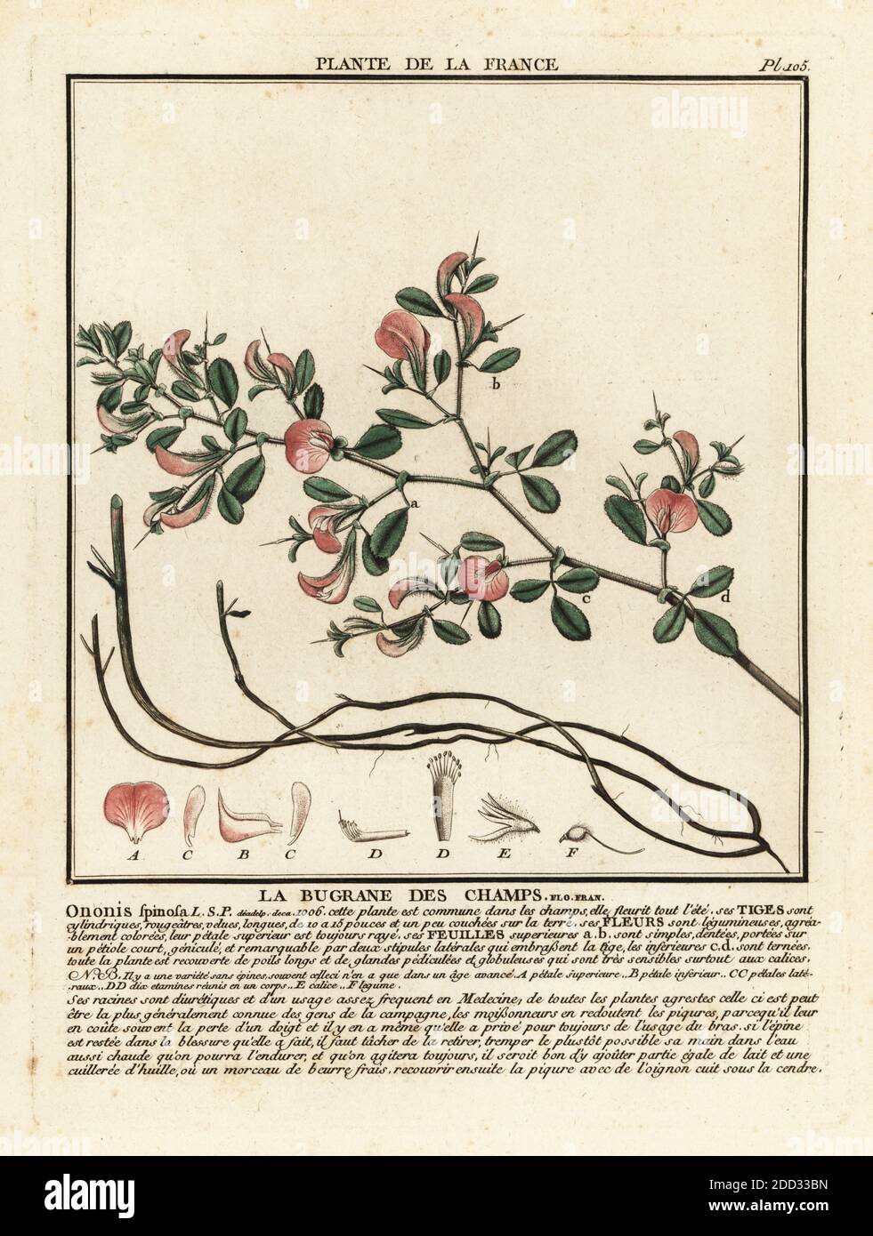 Stachelrestrohr, La bugrane des champs, Ononis spinosa. Kupferstich in drei Farben von Pierre Bulliard aus seiner Herbier de la France, ou Collection complete des plantes indigees de ce royaume, Didot jeune, Debure et Belin, 1780-1793. Stockfoto