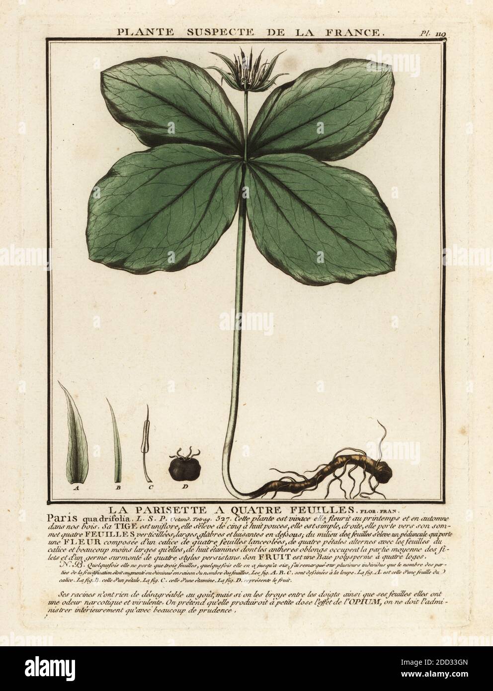 Herb-paris oder echter Liebhaberknoten, La parisette a quatre feuilles, Paris quadrifolia. Kupferstich in drei Farben von Pierre Bulliard aus seiner Herbier de la France, ou Collection complete des plantes indigees de ce royaume, Didot jeune, Debure et Belin, 1780-1793. Stockfoto