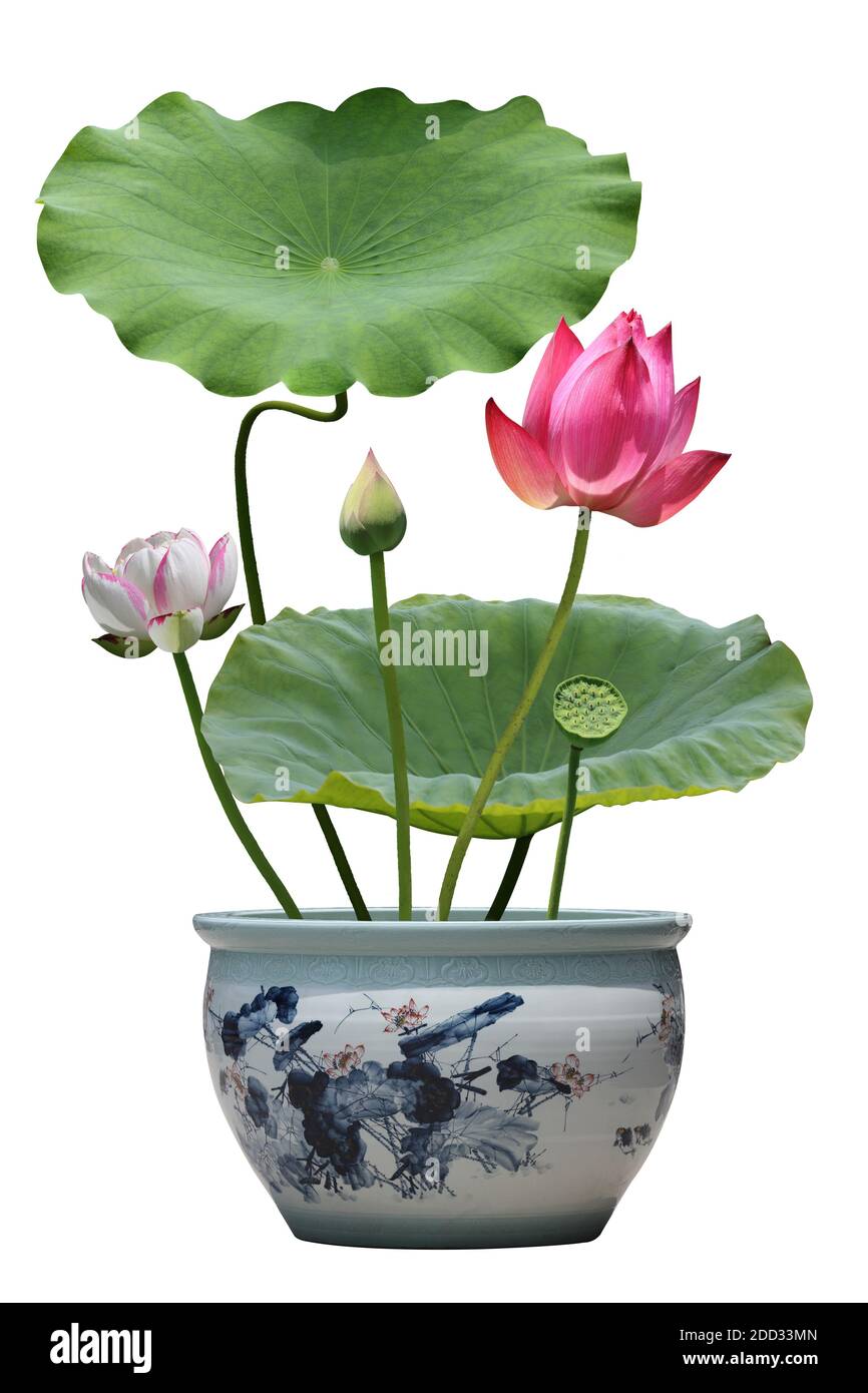 Lotus Bonsai Kombination Stockfoto