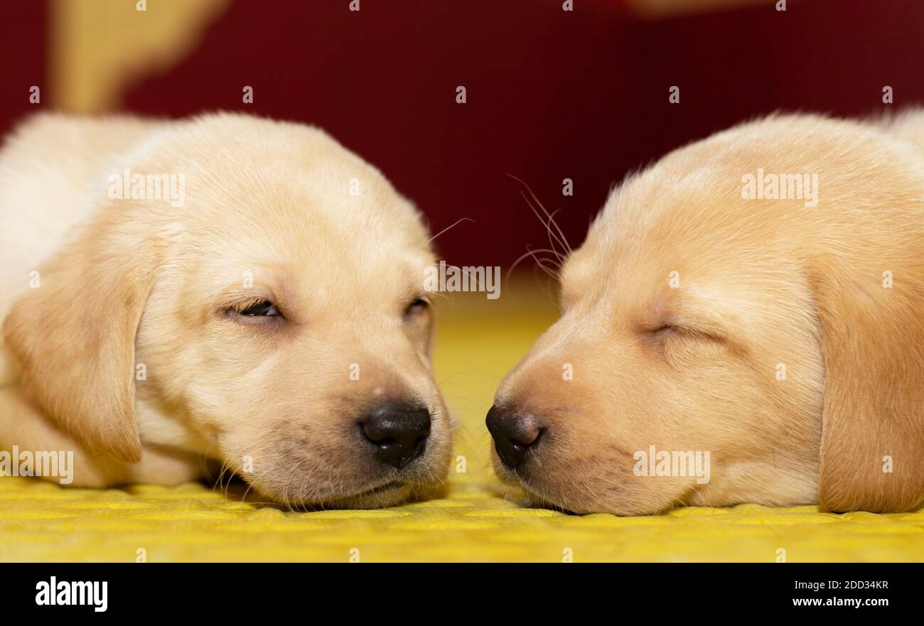 Zwei kleine Labrador Welpen schlafen friedlich nebeneinander Stockfoto