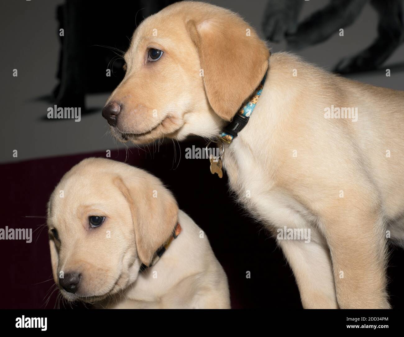 Zwei goldene Labrador Welpen Geschwister schauen nach links Das Bild Stockfoto