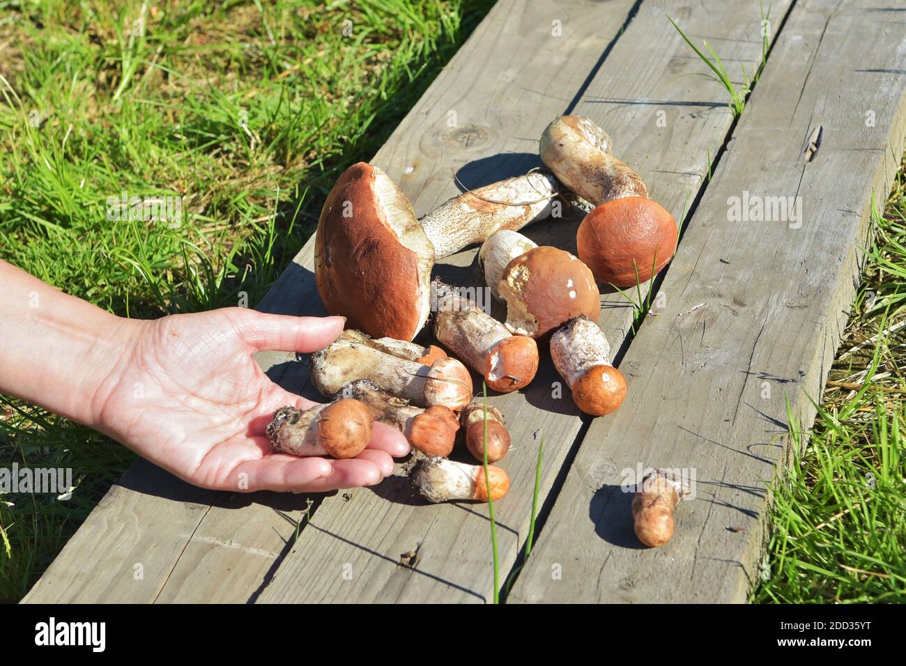 Essbarer Pilz mit einer orangen Kappe, gesammelt im Wald. Leccinum aurantiacum Pilze sammeln im Wald. Stockfoto