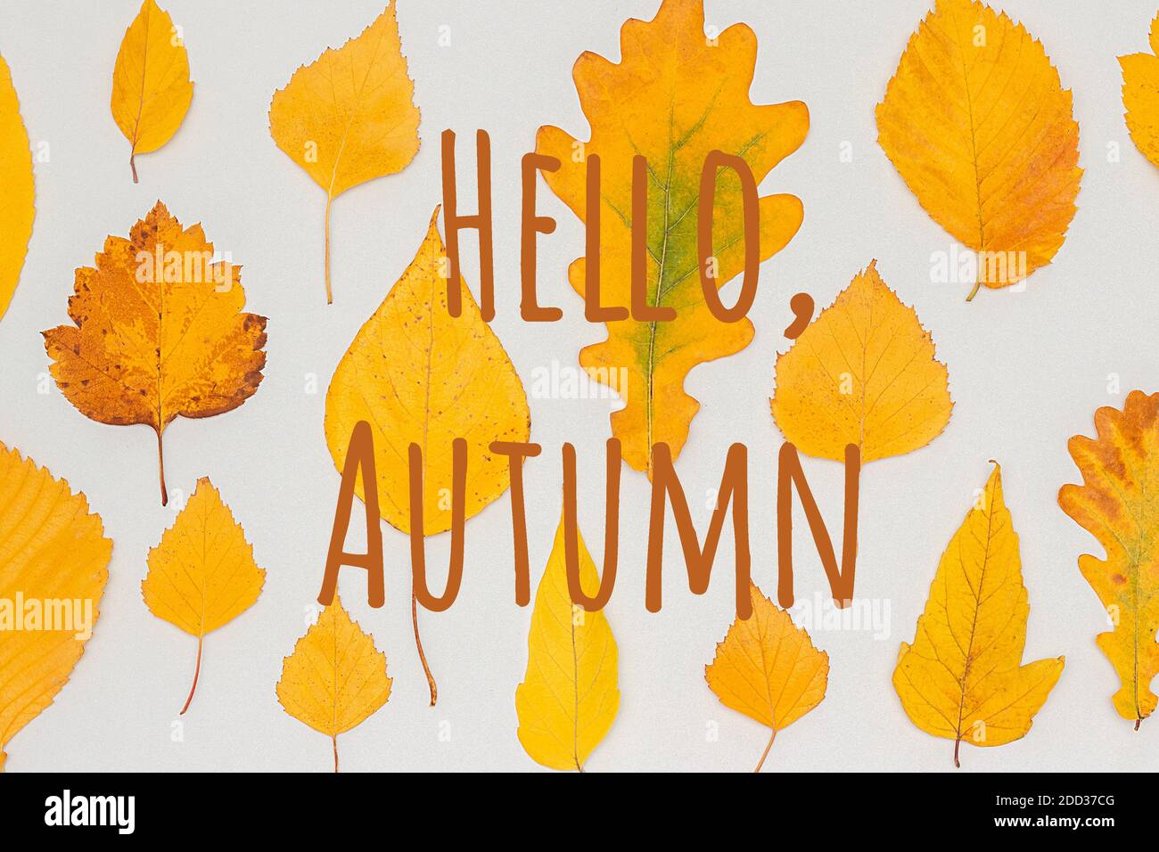 Hallo Herbst Text gegen gelbe Herbstblätter Herbarium auf grauem Hintergrund. Draufsicht Flat Lay Grußkarte Einladung. Stockfoto