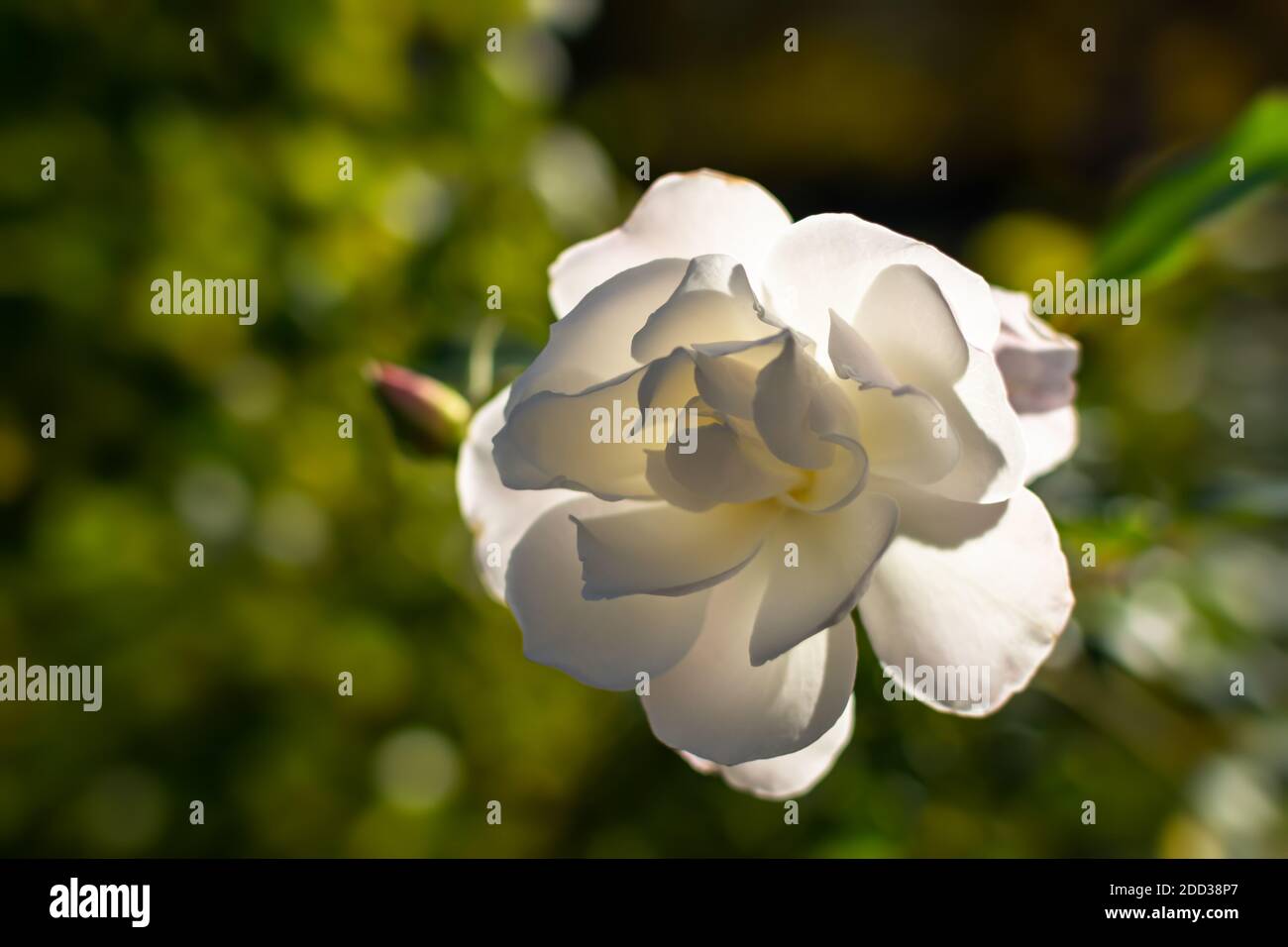 Weiße Rose Nahaufnahme auf einem verschwommenen Hintergrund. Schöne zarte Rosenblüten im Sommergarten. Weicher selektiver Fokus, warmer Hintergrund mit Bokeh, bri Stockfoto