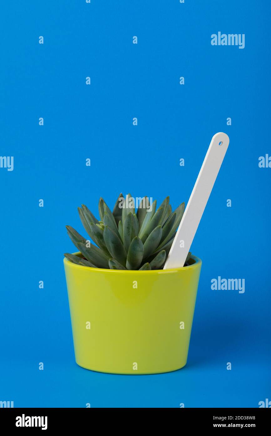 Kleine pachyphytum hookeri Sukkulente Pflanze in grünen Blumentopf mit Leeres weißes Pflanzenetikett auf blauem Hintergrund Stockfoto