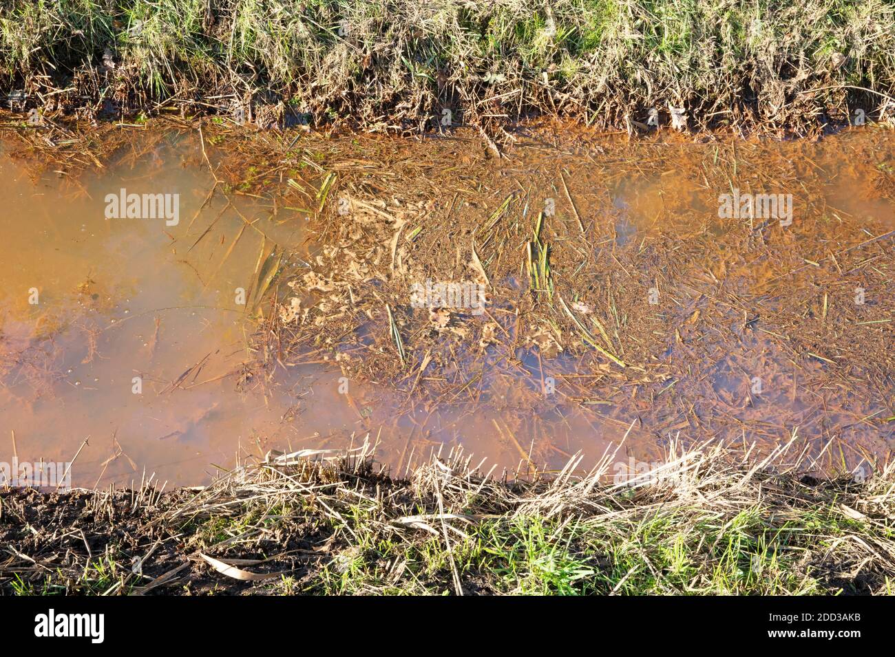 Pflanzenreste in einem niederländischen Graben, Friesland Stockfoto