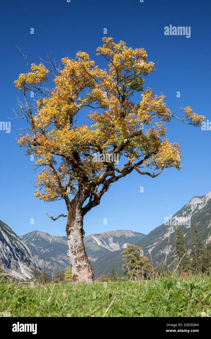 Geographie / Reisen, Österreich, Tirol, Hinterriss, Blick aus dem Tal mit Gamsjoch, Kompar, Sonnjoch, Additional-Rights-Clearance-Info-not-available Stockfoto