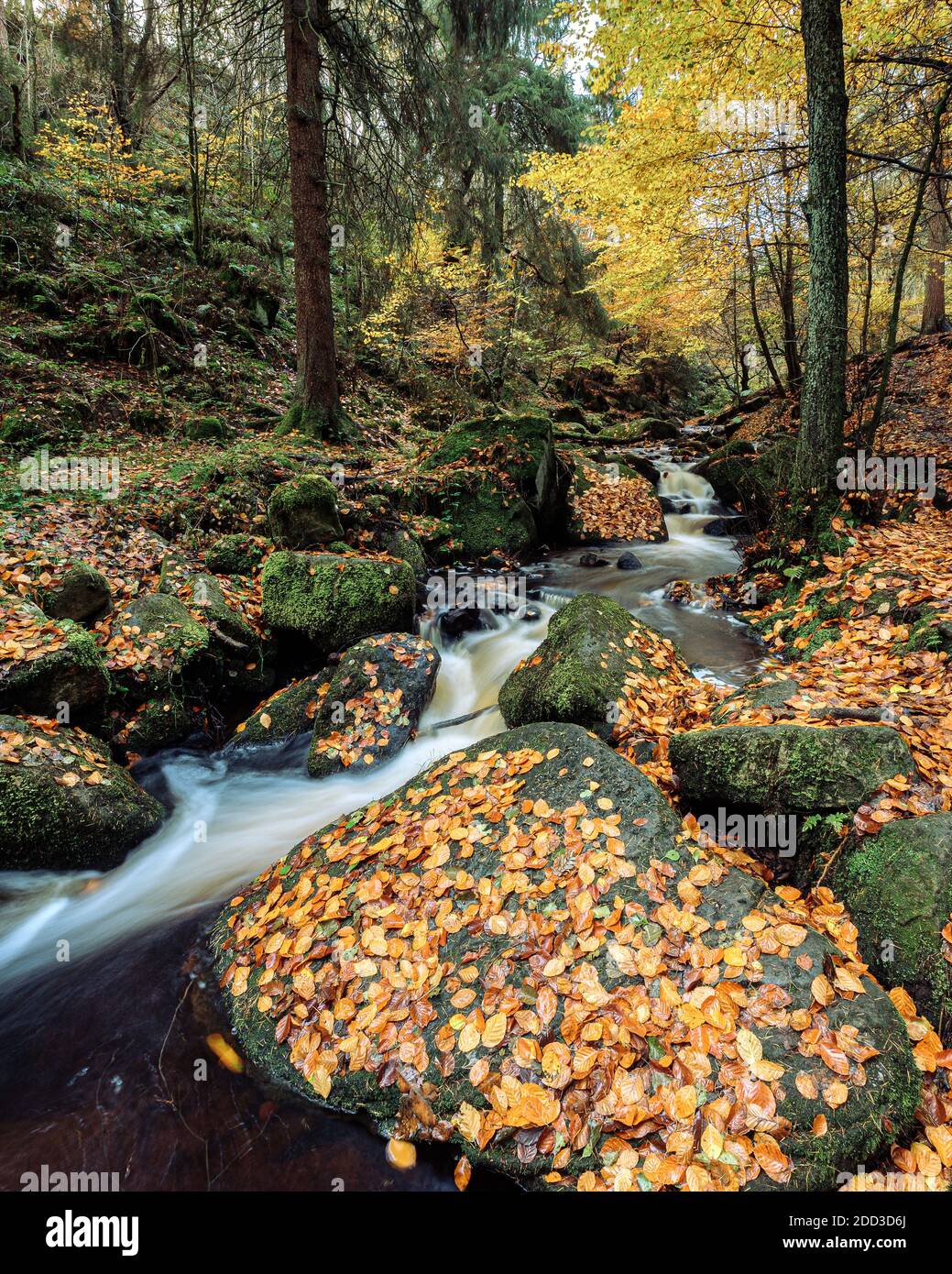 Goldbraune Blätter markieren die Herbstsaison am Wyming Brook. Stockfoto