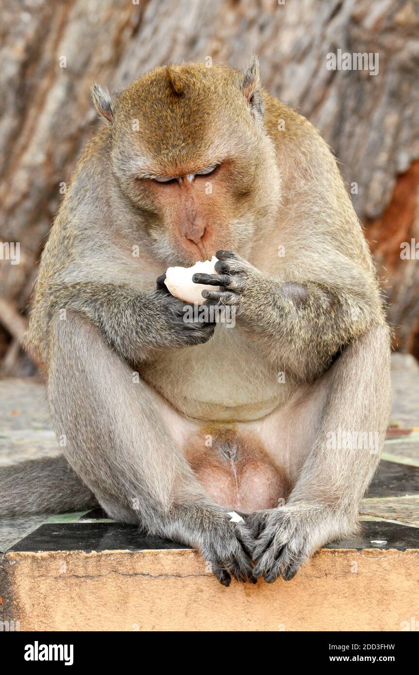 Makaken Affen essen Nahrung Stockfoto