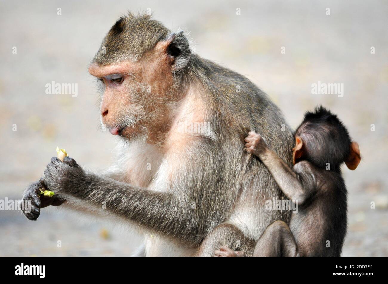 Affe und sein Baby auf dem Rücken Stockfoto