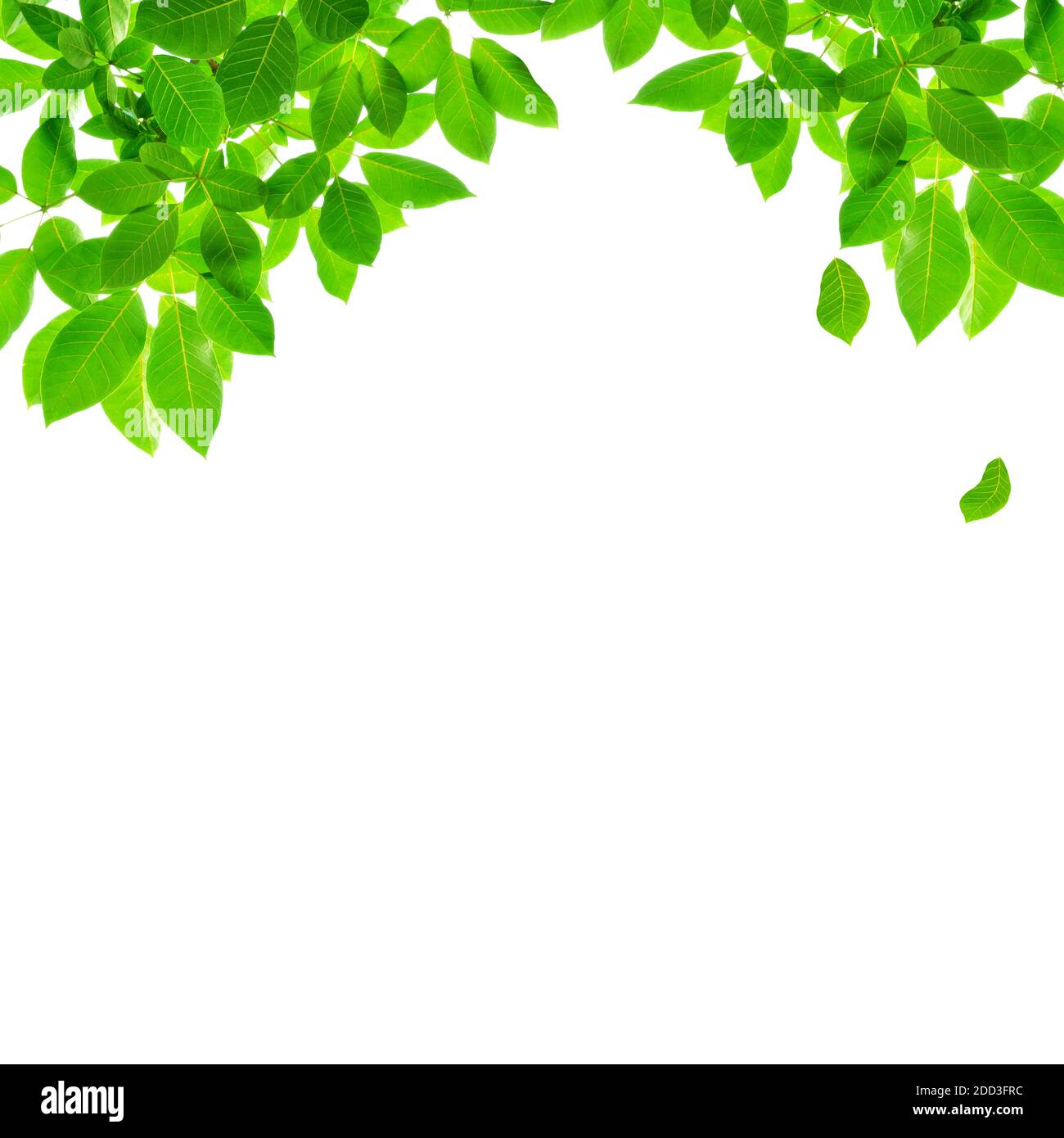 Grünes Blatt Bordüre Design auf weißem Hintergrund Stockfoto