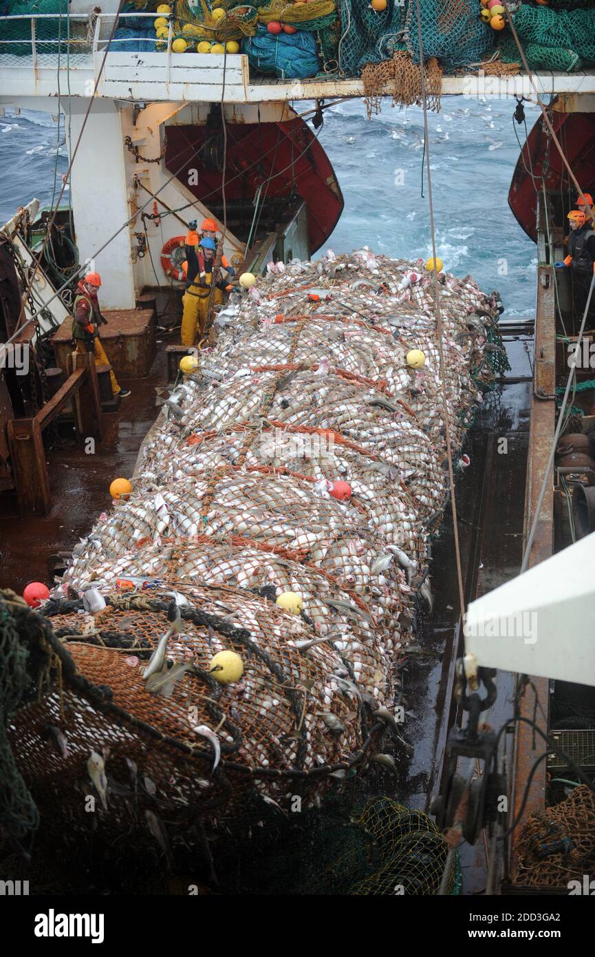 Tiefseefischen im Norwegischen Meer an Bord des Trawlers „Grande Hermine“ im Jahr 2011. La Grande Hermine, Fabriktrawler der Compagnie des Pech Stockfoto