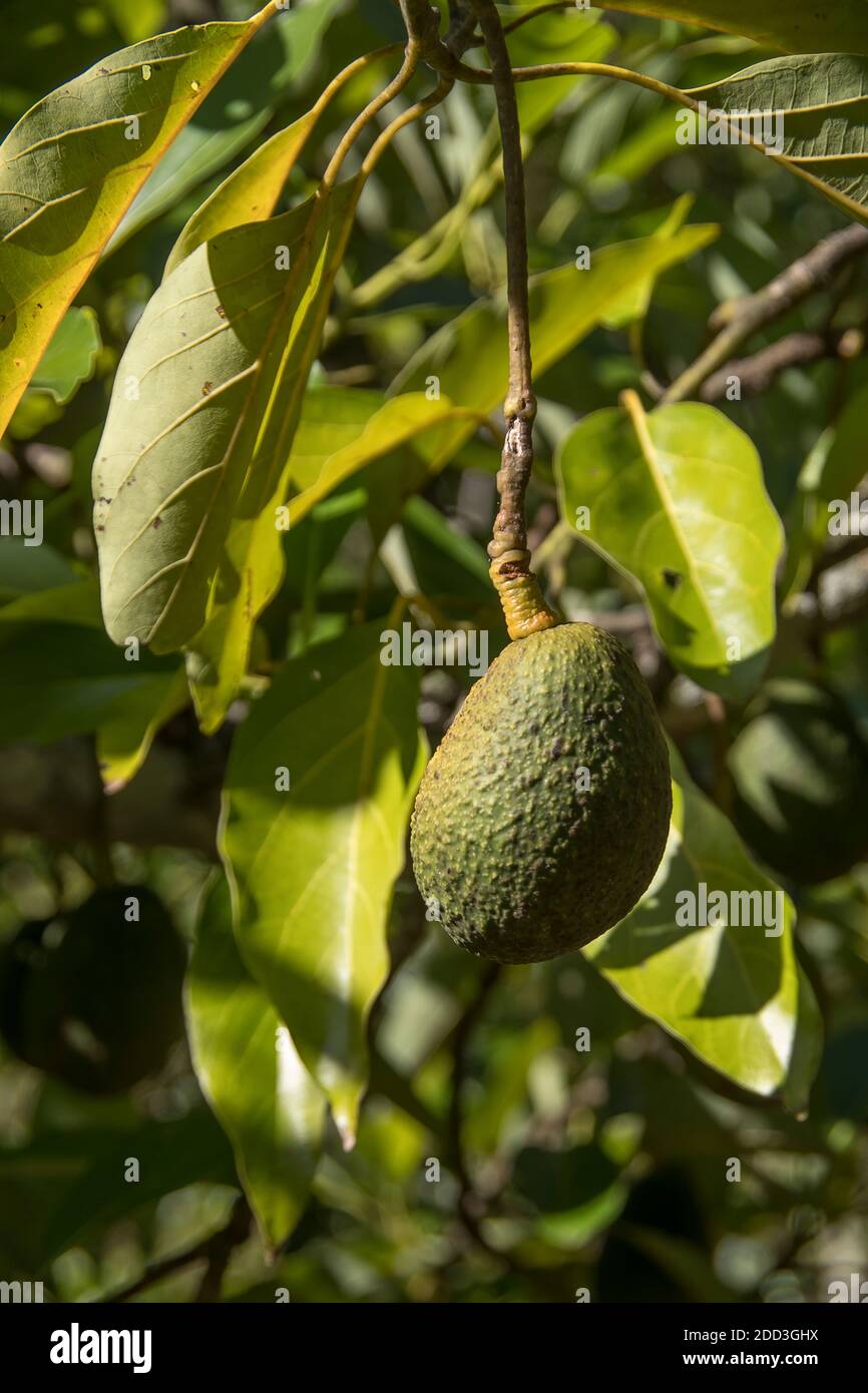 Sharwil (australische Sorte) Avocados (Persea americana) wachsen im Baum in einem Obstgarten in Queensland, Australien. Bereit zur Ernte. Stockfoto