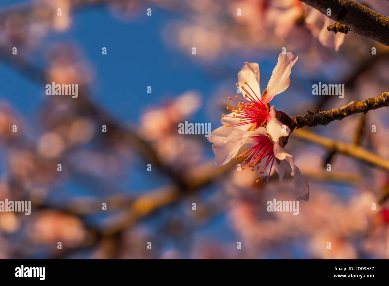 Blühender Pfirsich verzweigt sich an einem blauen Himmel. Schöne Frühlingsblumen Hintergrund. Filigraner und atmosphärischer Designrahmen. Rosa Blumen in weichen Fokus und Stockfoto
