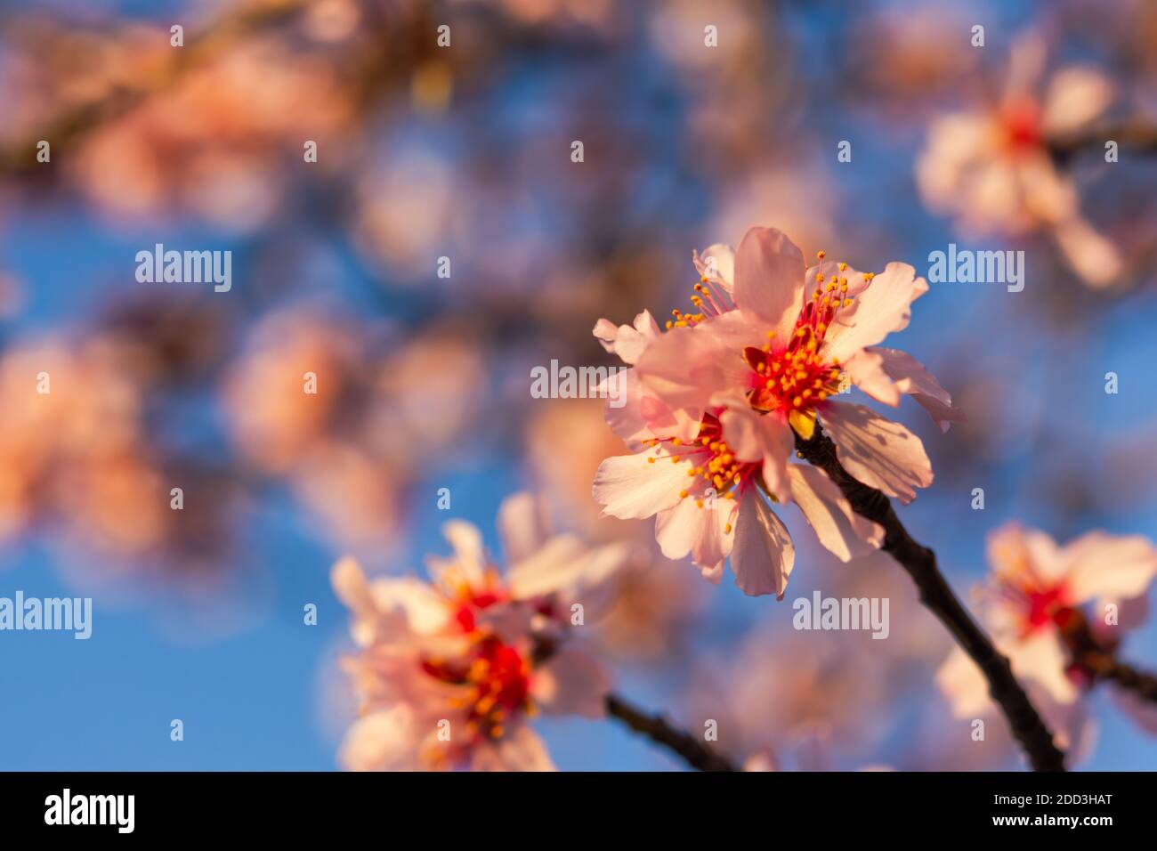 Blühender Pfirsich verzweigt sich an einem blauen Himmel. Schöne Frühlingsblumen Hintergrund. Filigraner und atmosphärischer Designrahmen. Rosa Blumen in weichen Fokus und Stockfoto
